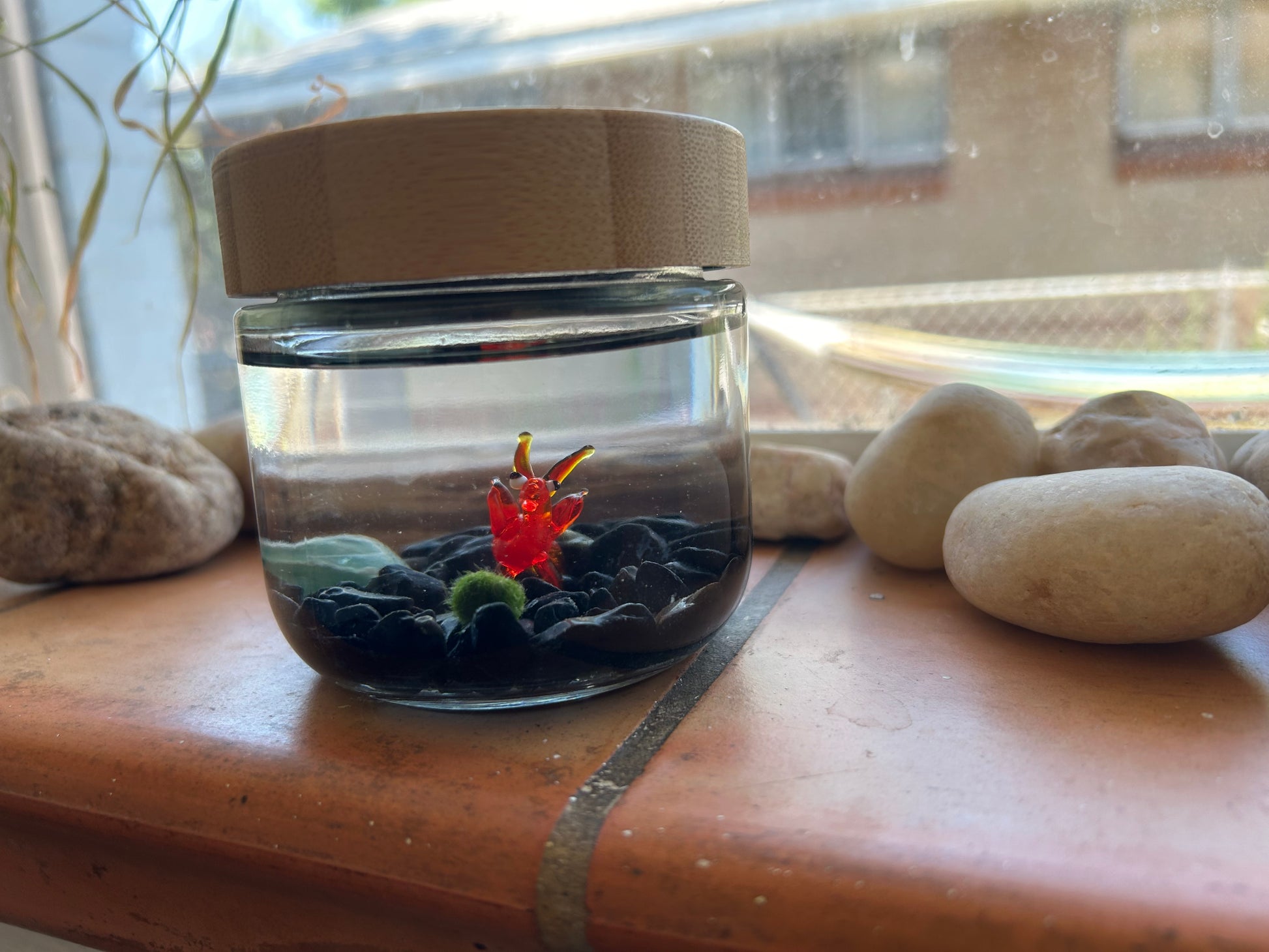 Marimo Mates Moss Ball Kit