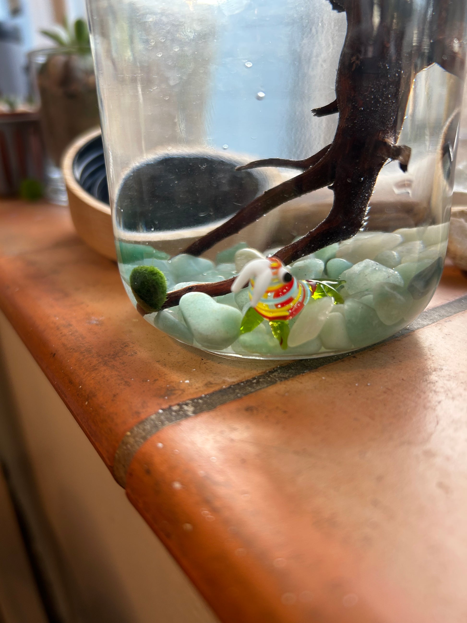 Complete Marimo Mates Moss Ball Kit