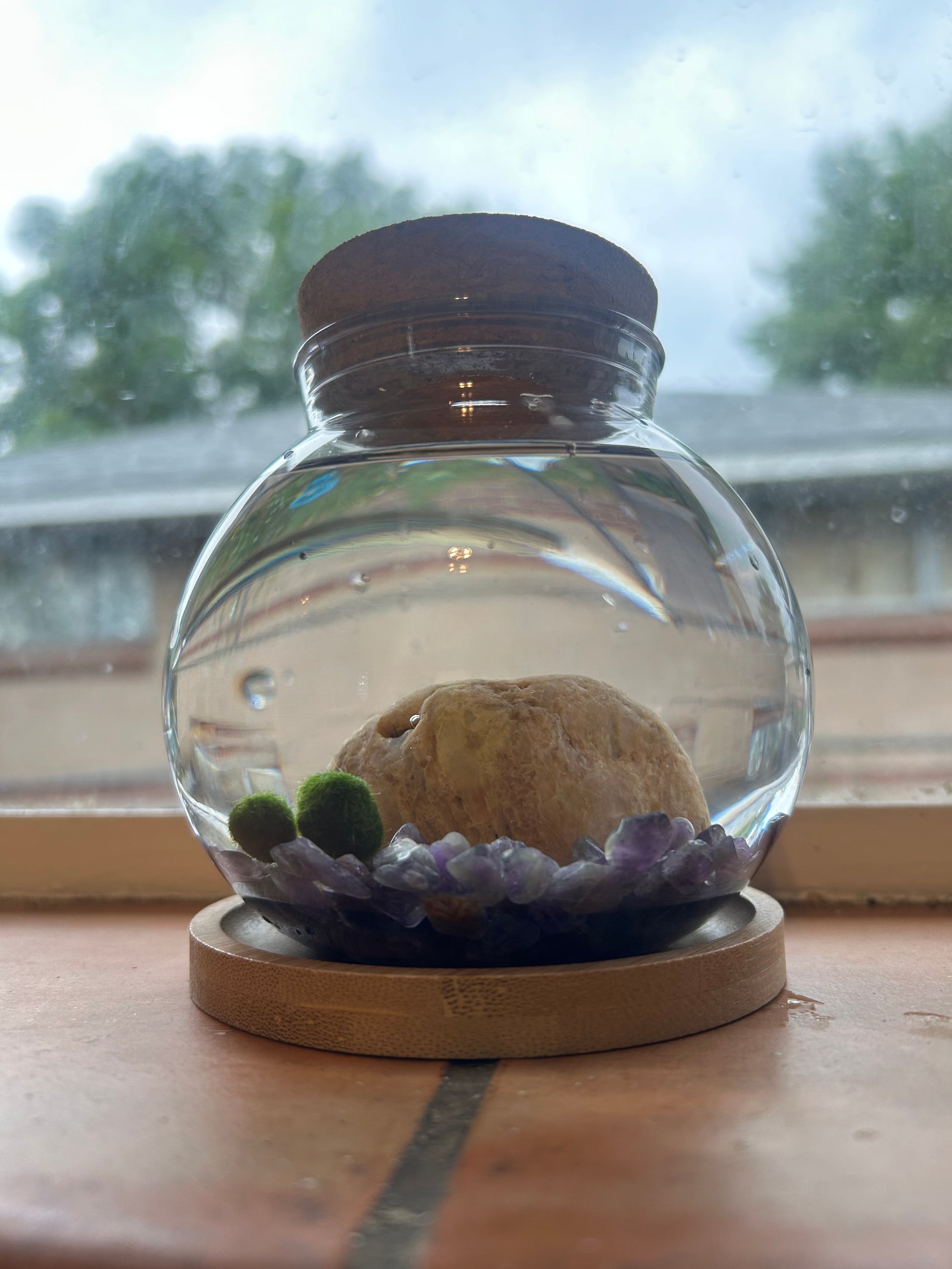 Marimo Mates Complete Kit, with Frasier and Niles