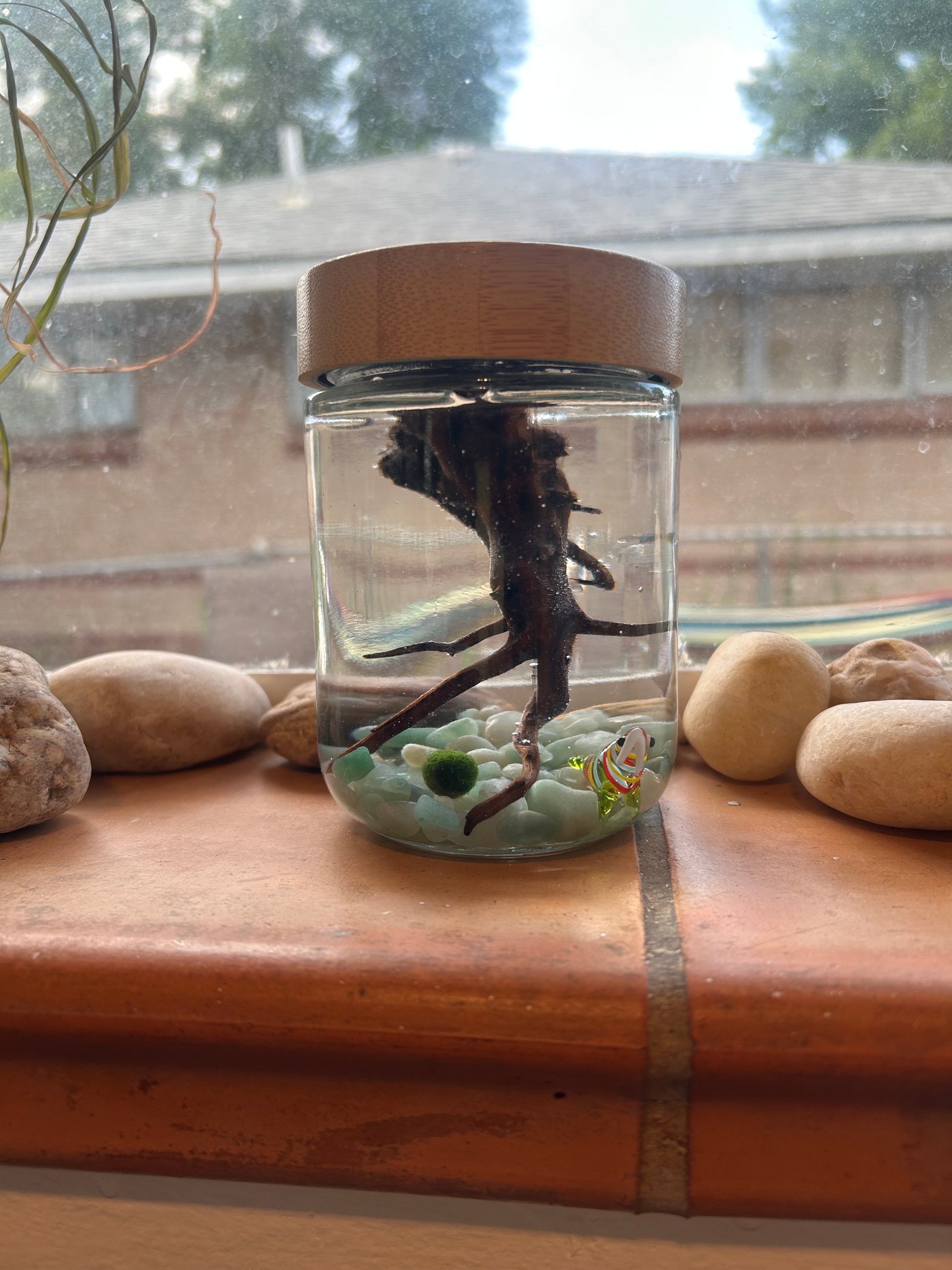 Complete Marimo Mates Moss Ball Kit
