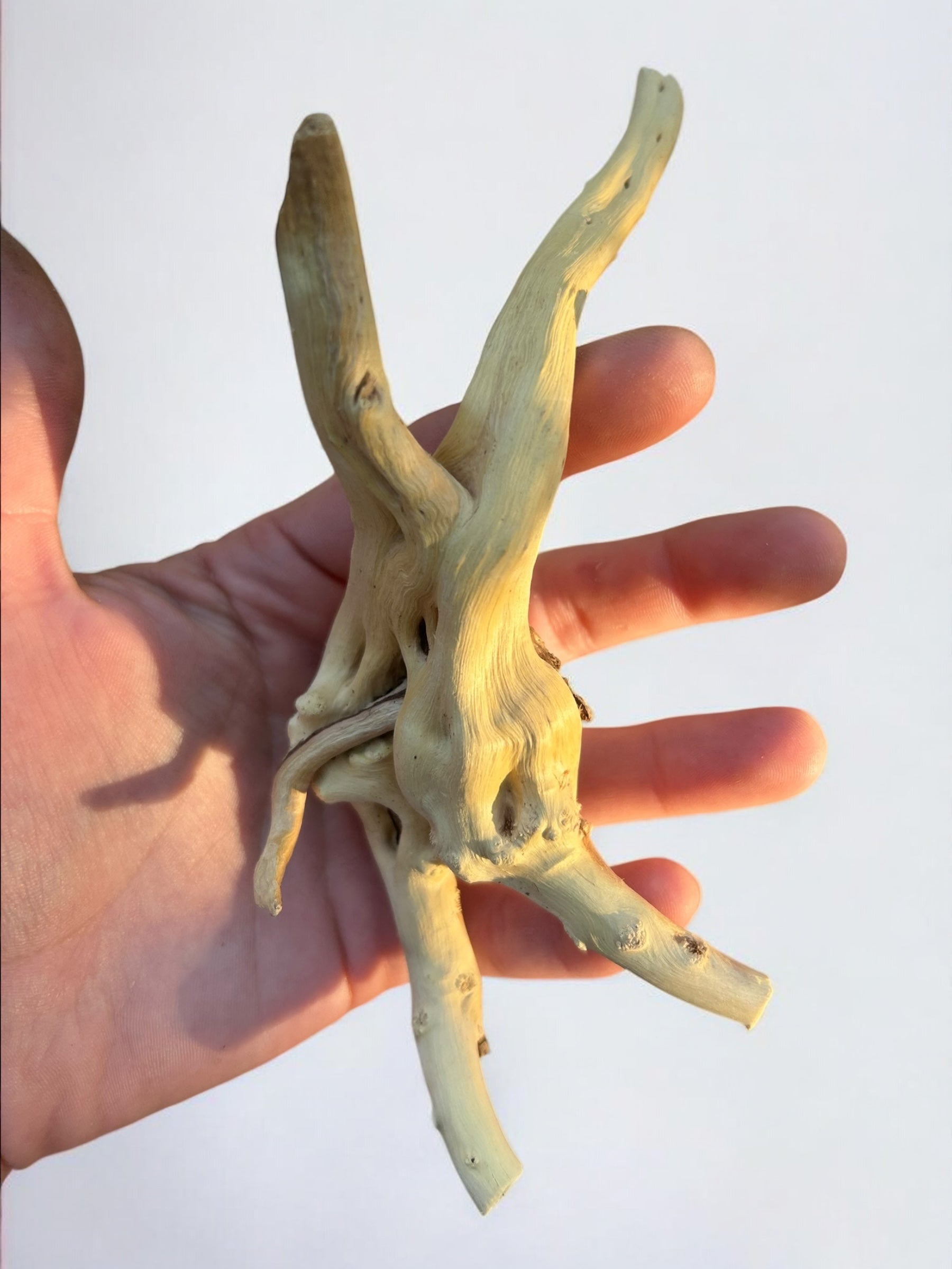 Pre-Boiled Spiderwood Driftwood