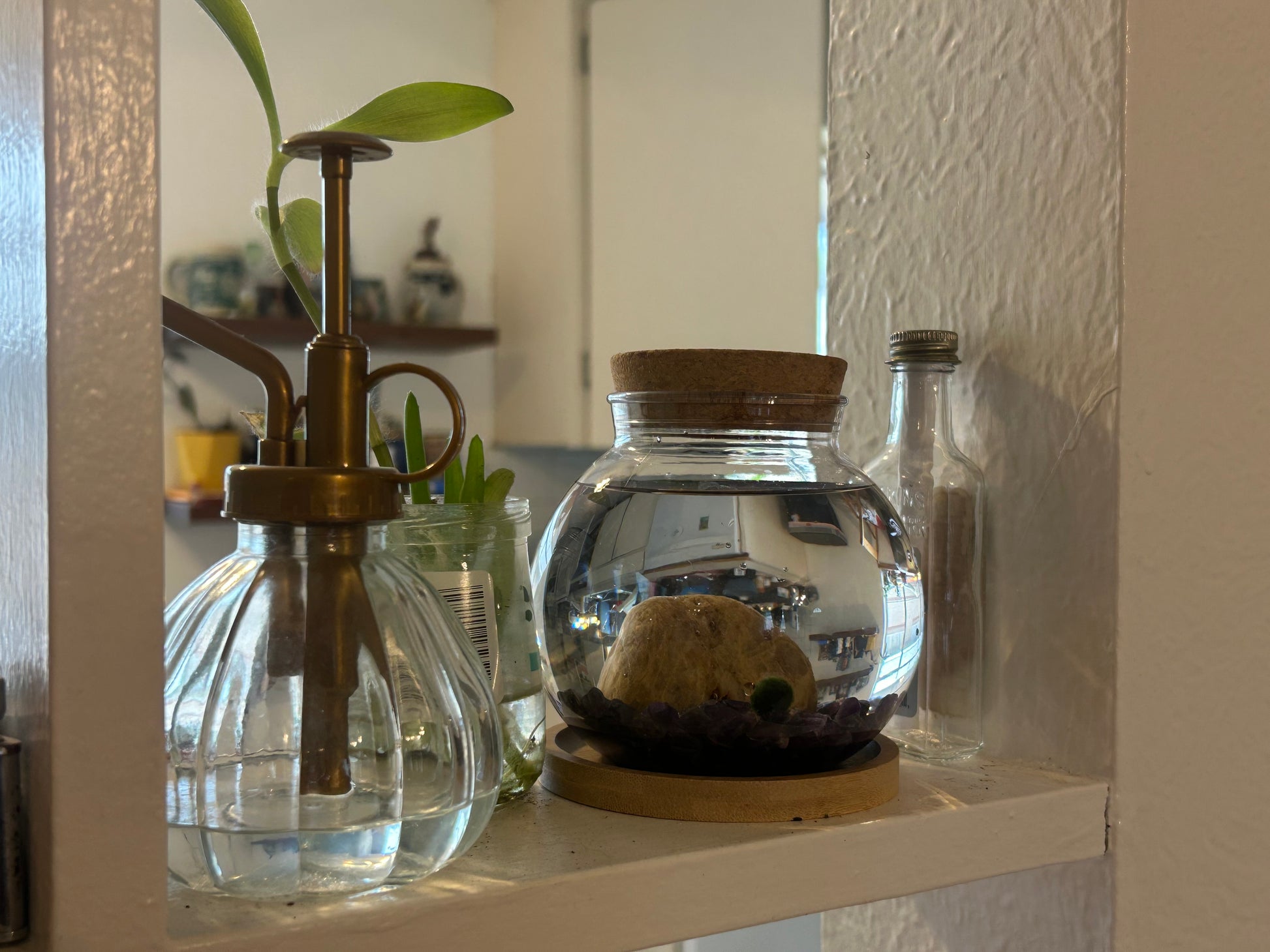 Marimo Mates Complete Kit, with Frasier and Niles