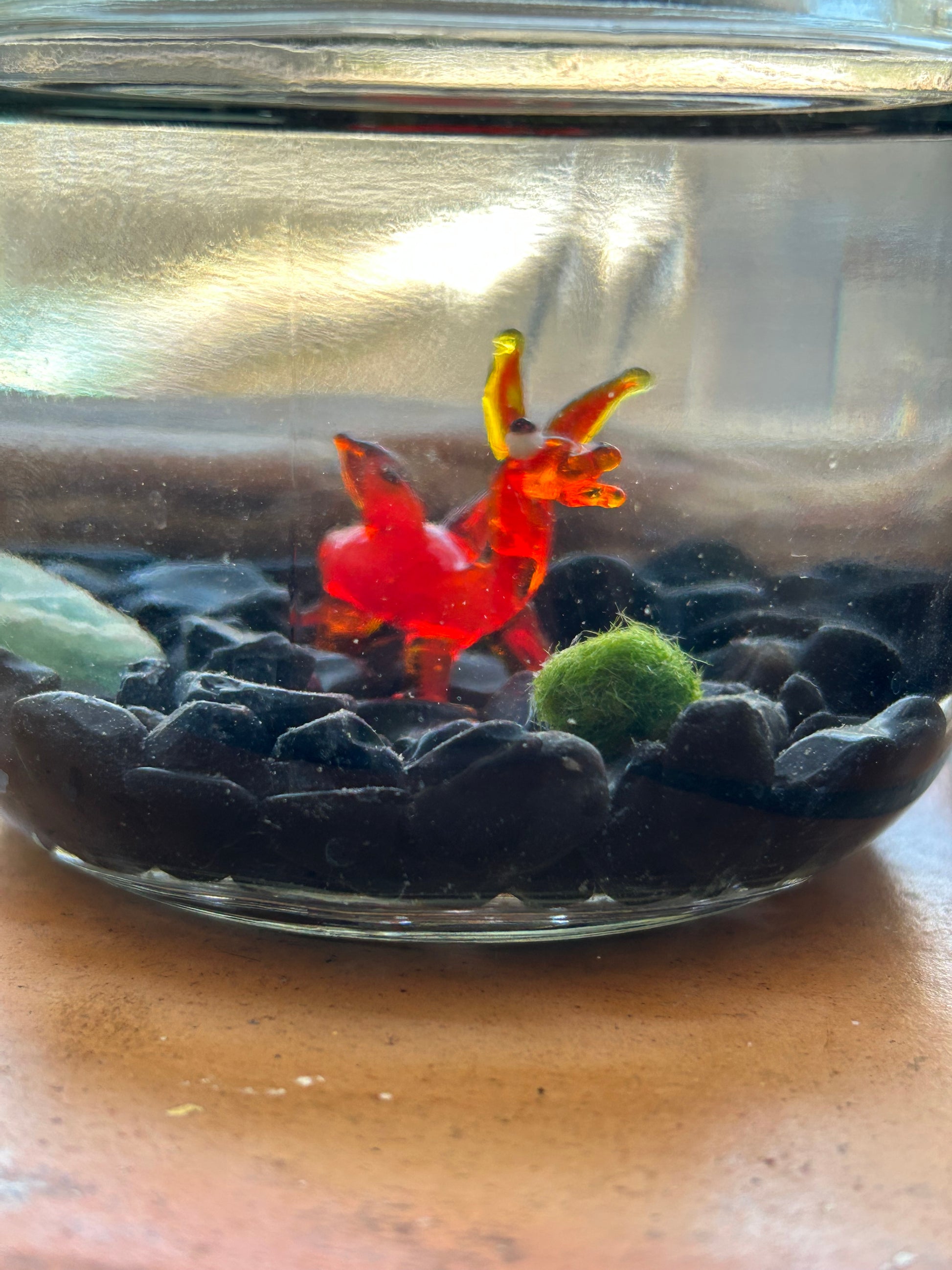 Marimo Mates Moss Ball Kit