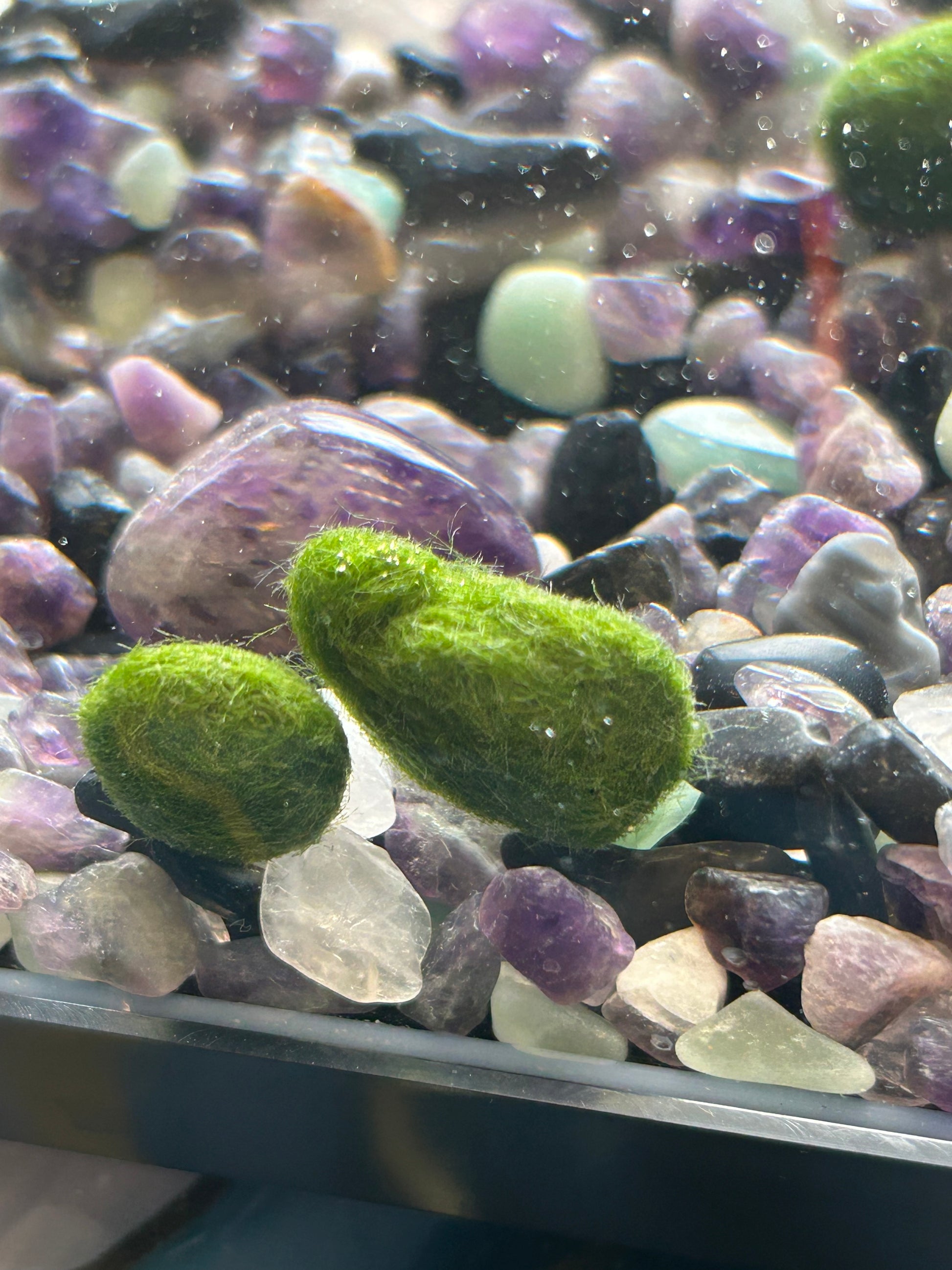 Gigi the Pregnant Marimo Mate, Complete Marimo Moss Ball Kit