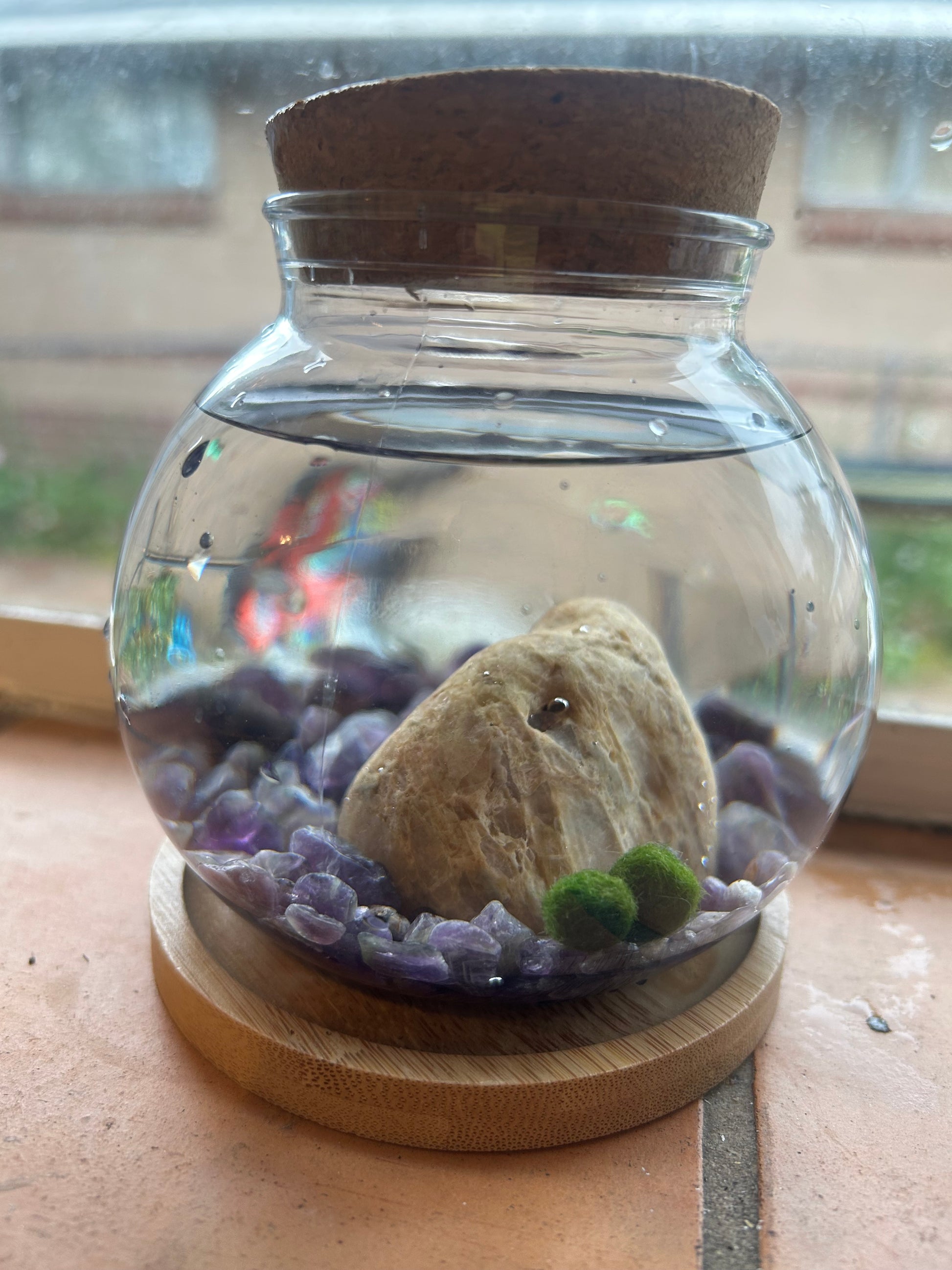 Marimo Mates Complete Kit, with Frasier and Niles