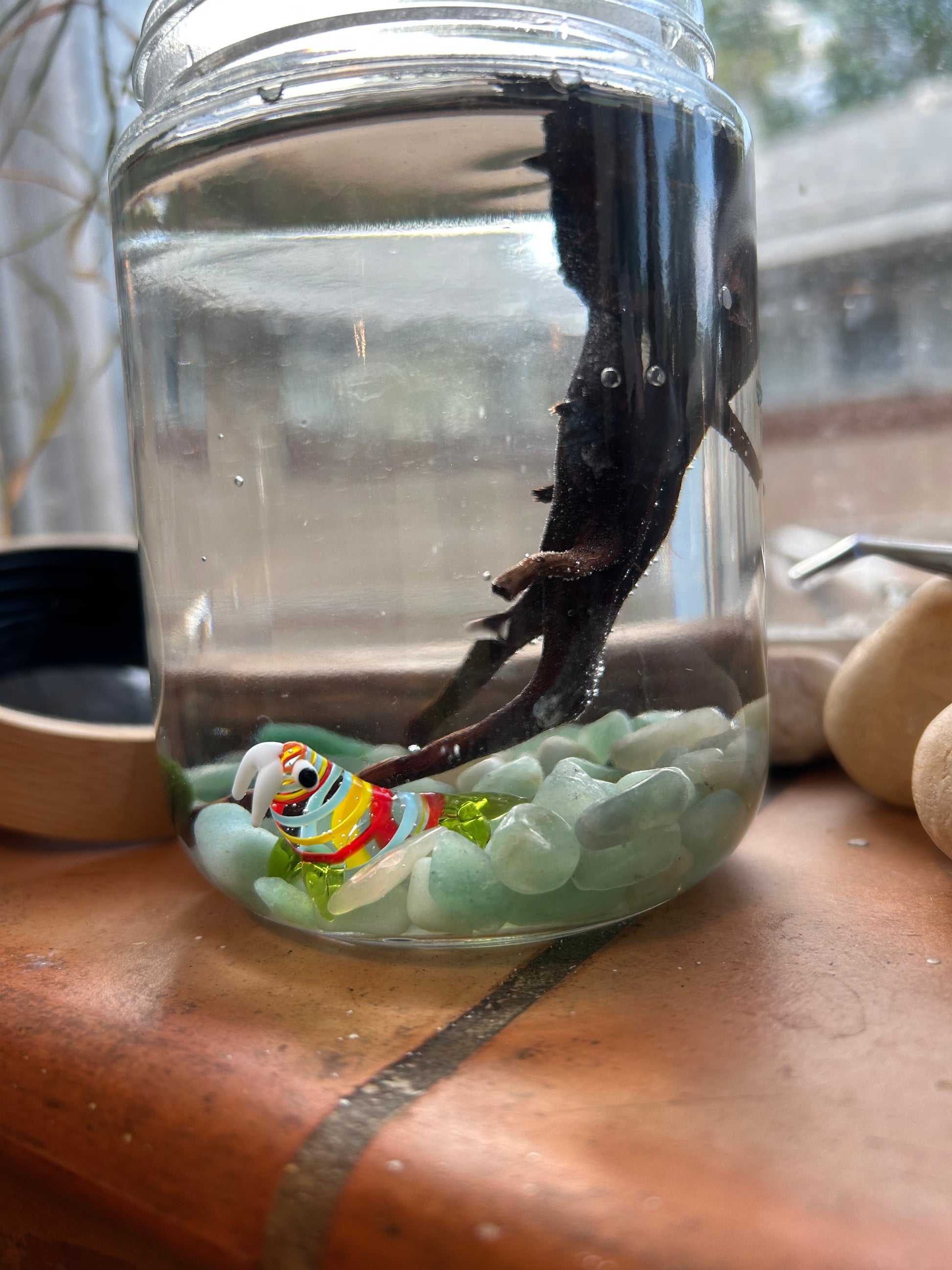 Complete Marimo Mates Moss Ball Kit