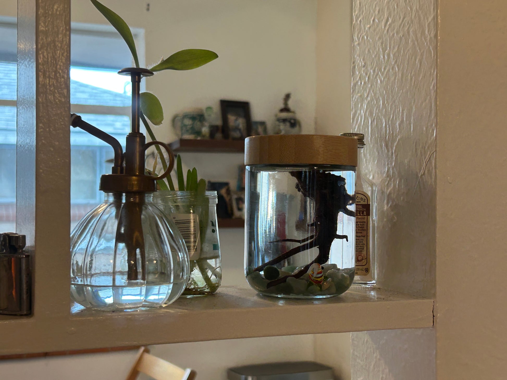 Complete Marimo Mates Moss Ball Kit