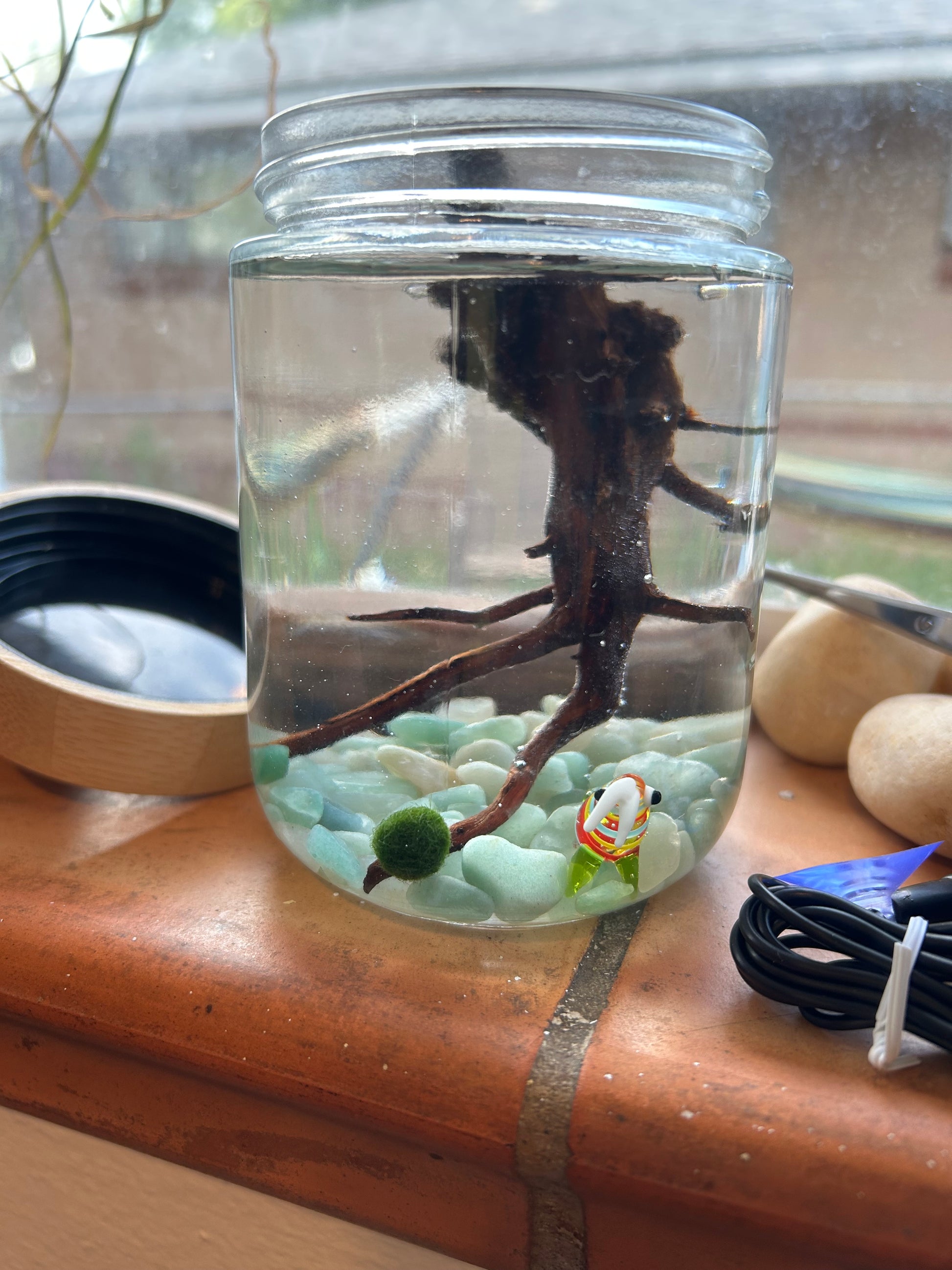 Complete Marimo Mates Moss Ball Kit