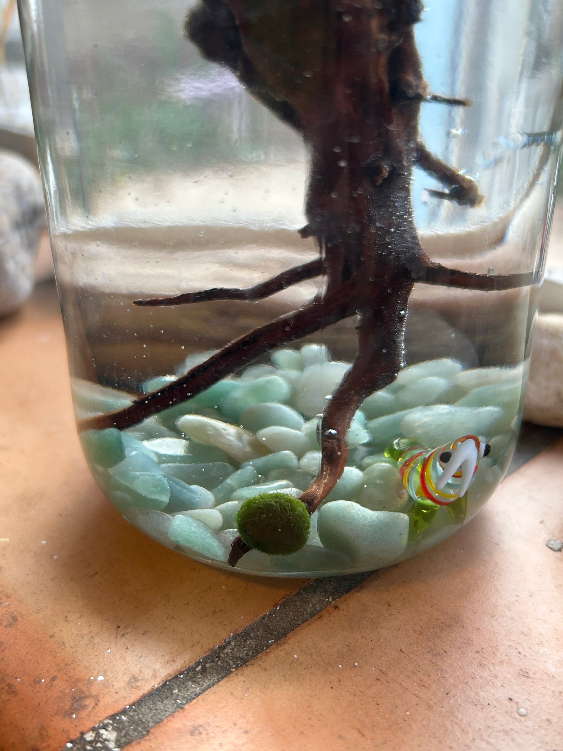 Complete Marimo Mates Moss Ball Kit