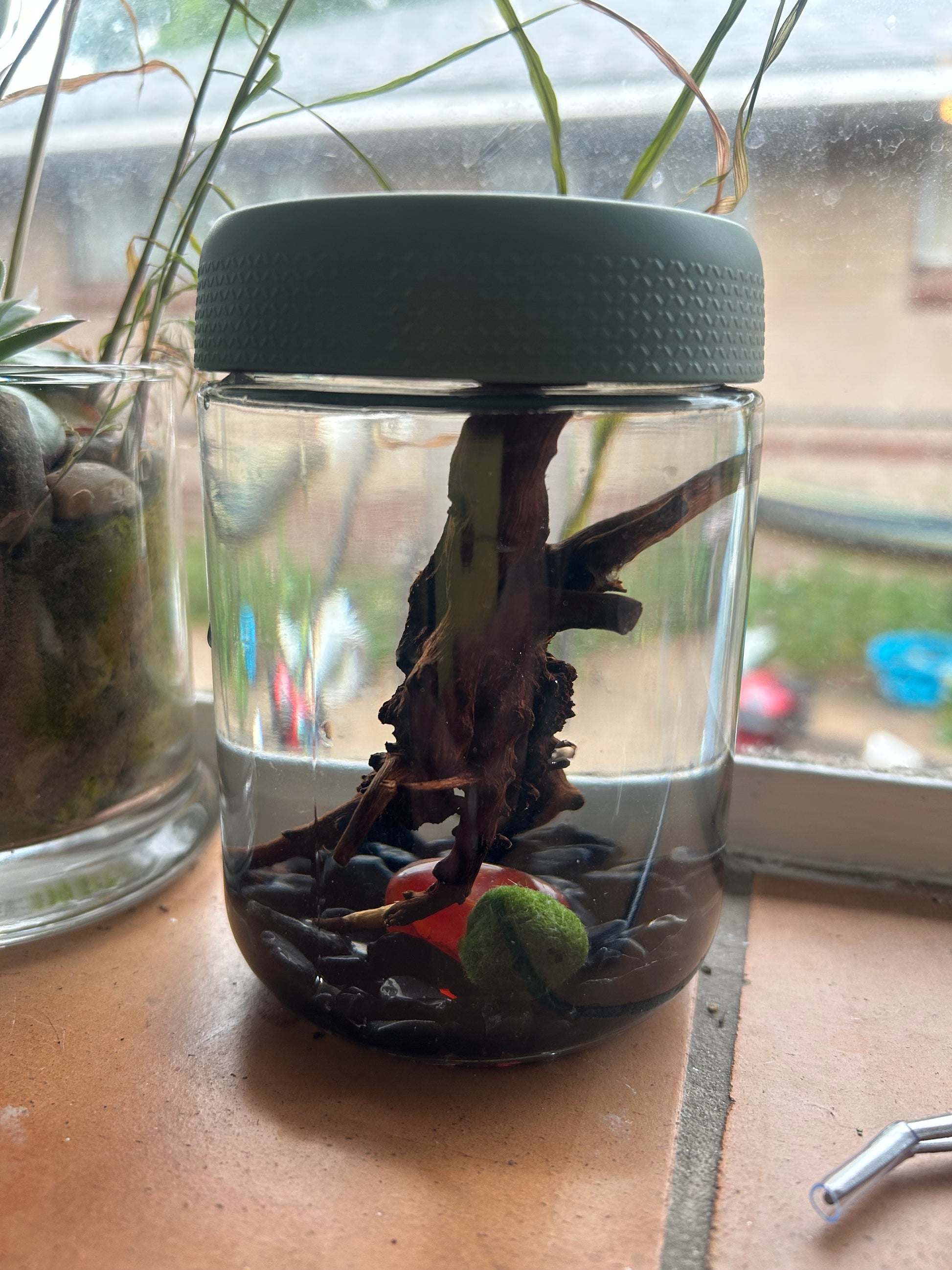 Gigi the Pregnant Marimo Mate, Complete Marimo Moss Ball Kit