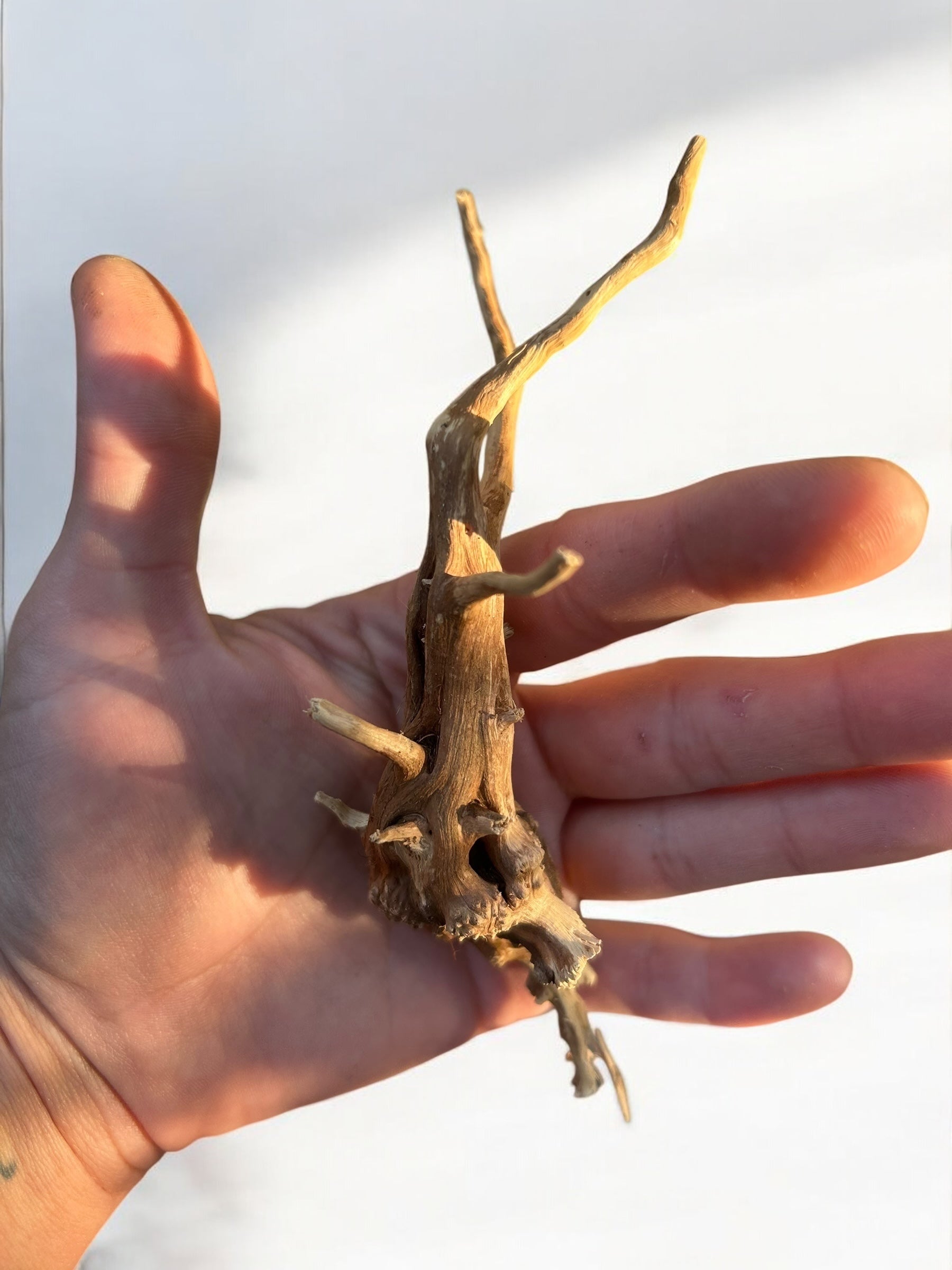 Pre-Boiled Spiderwood Driftwood