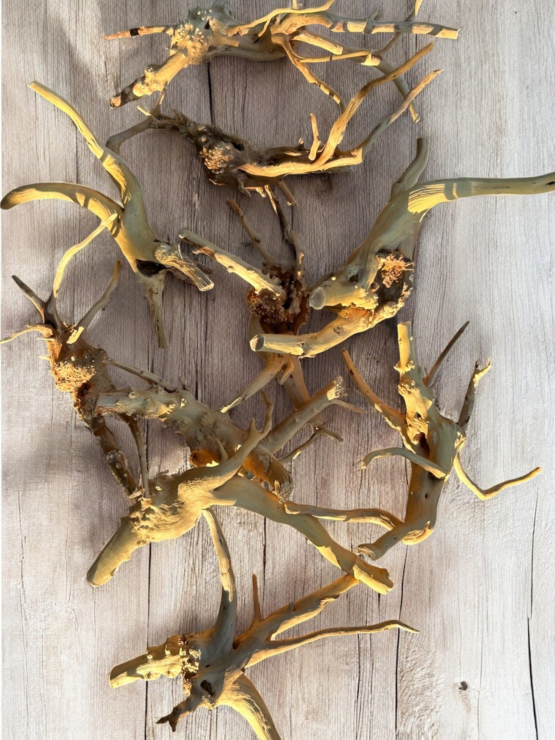 Pre-Boiled Spiderwood Driftwood