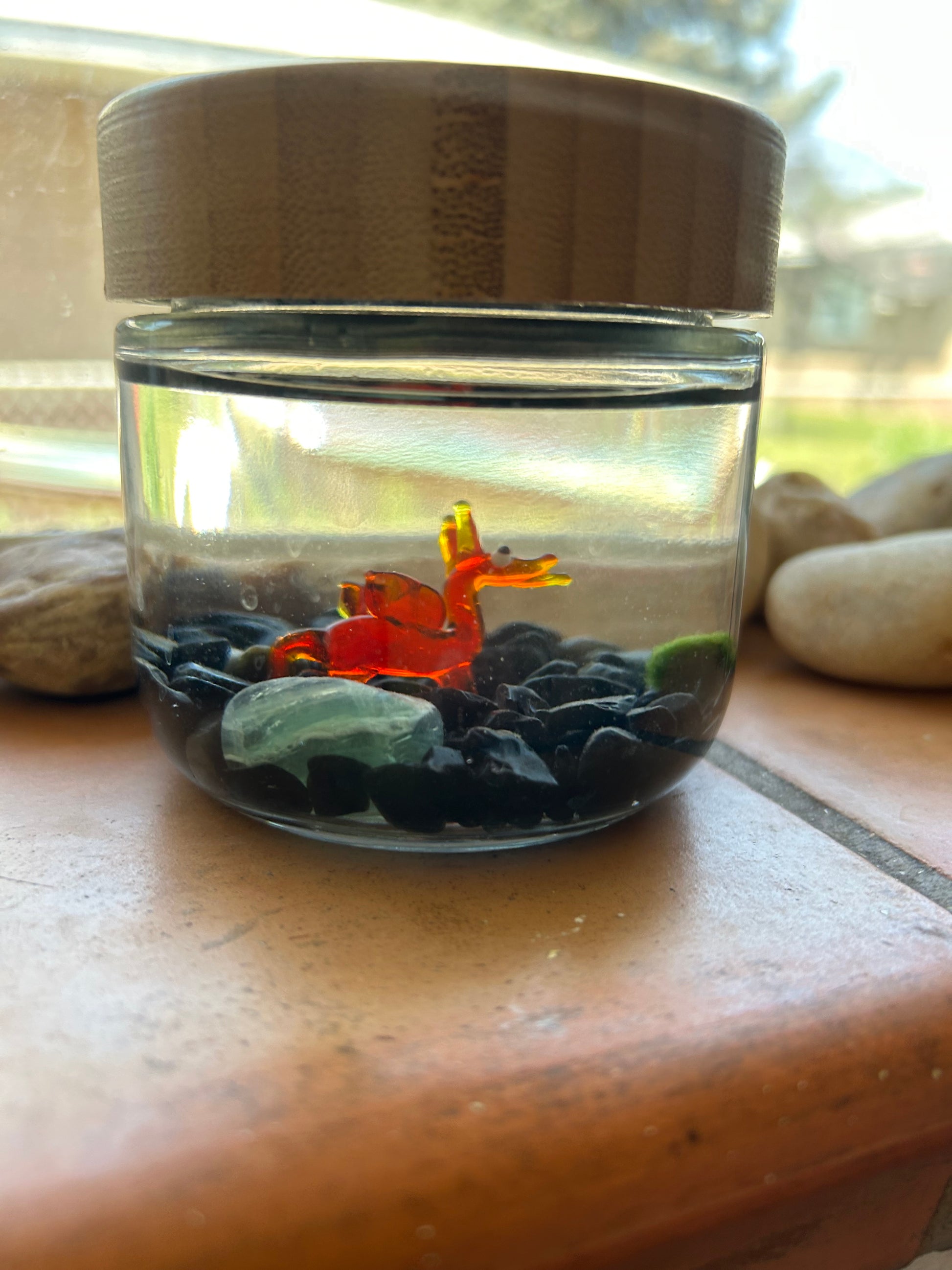 Marimo Mates Moss Ball Kit
