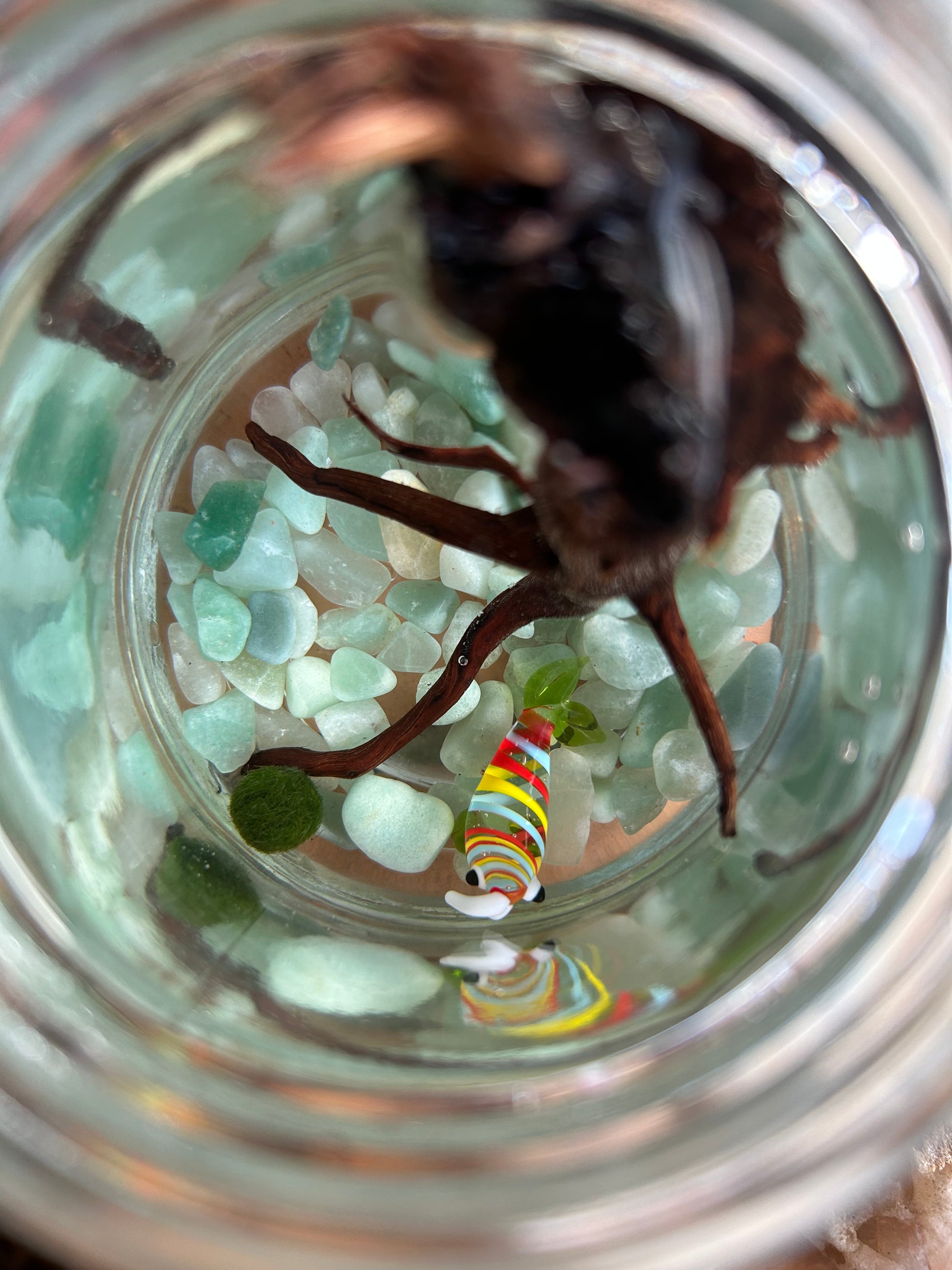 Complete Marimo Mates Moss Ball Kit