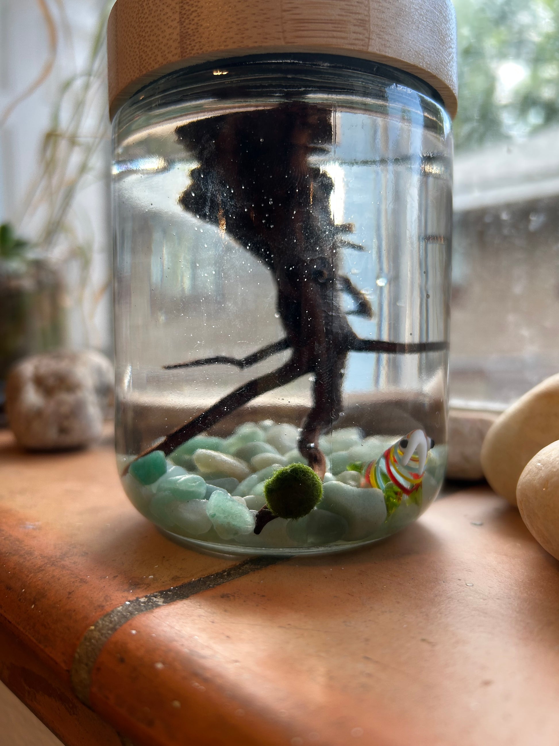 Complete Marimo Mates Moss Ball Kit
