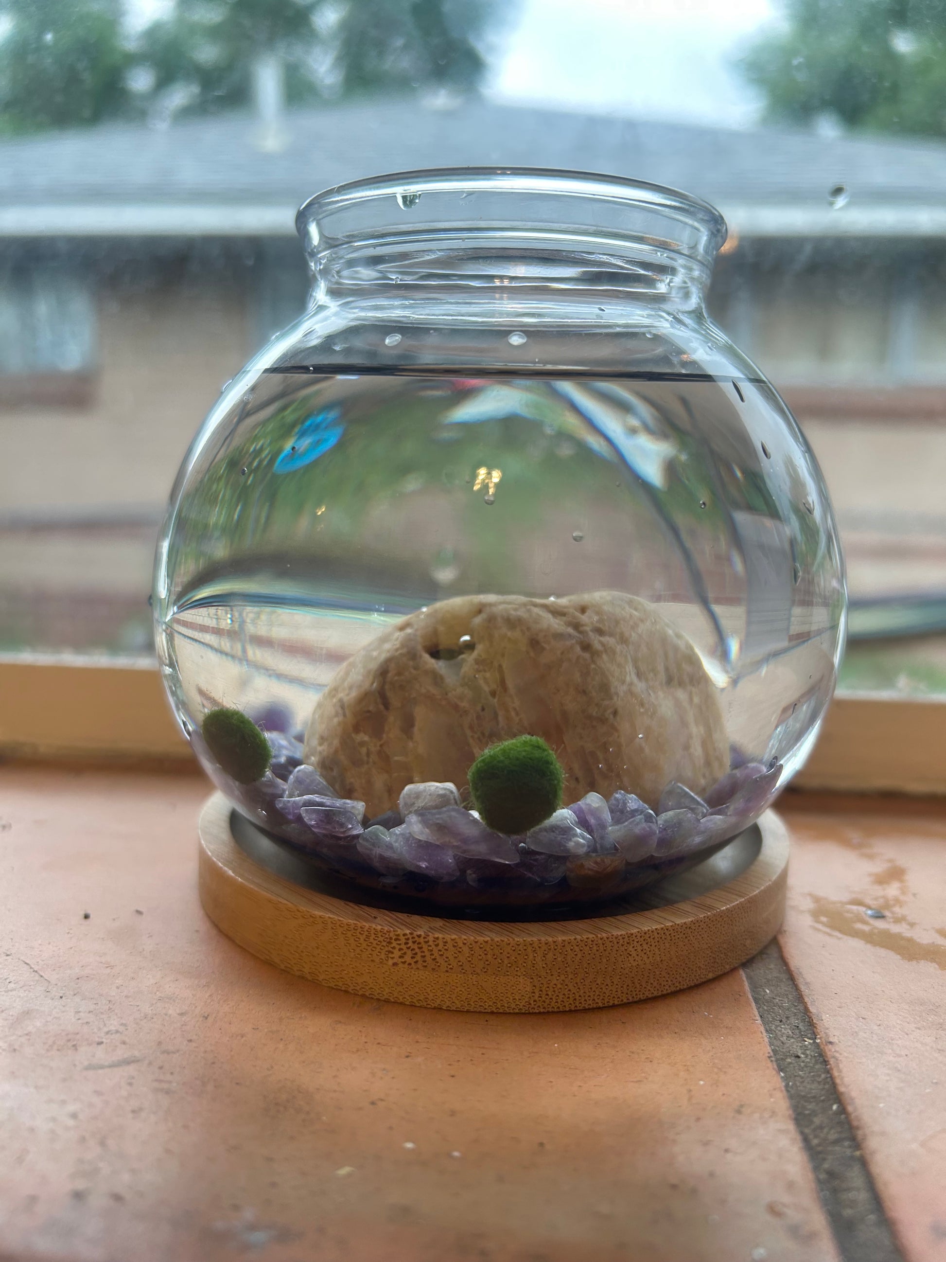 Marimo Mates Complete Kit, with Frasier and Niles