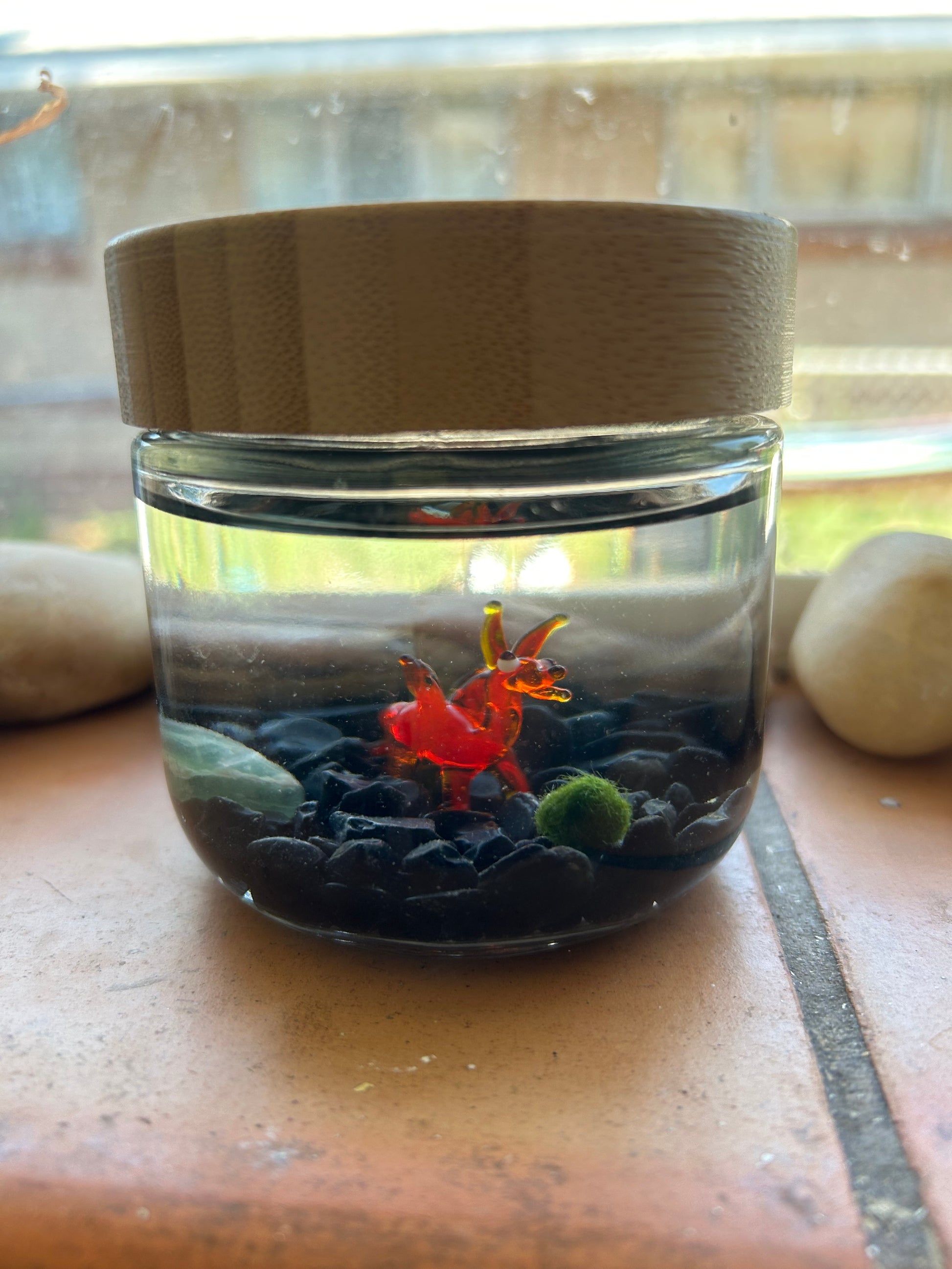Marimo Mates Moss Ball Kit