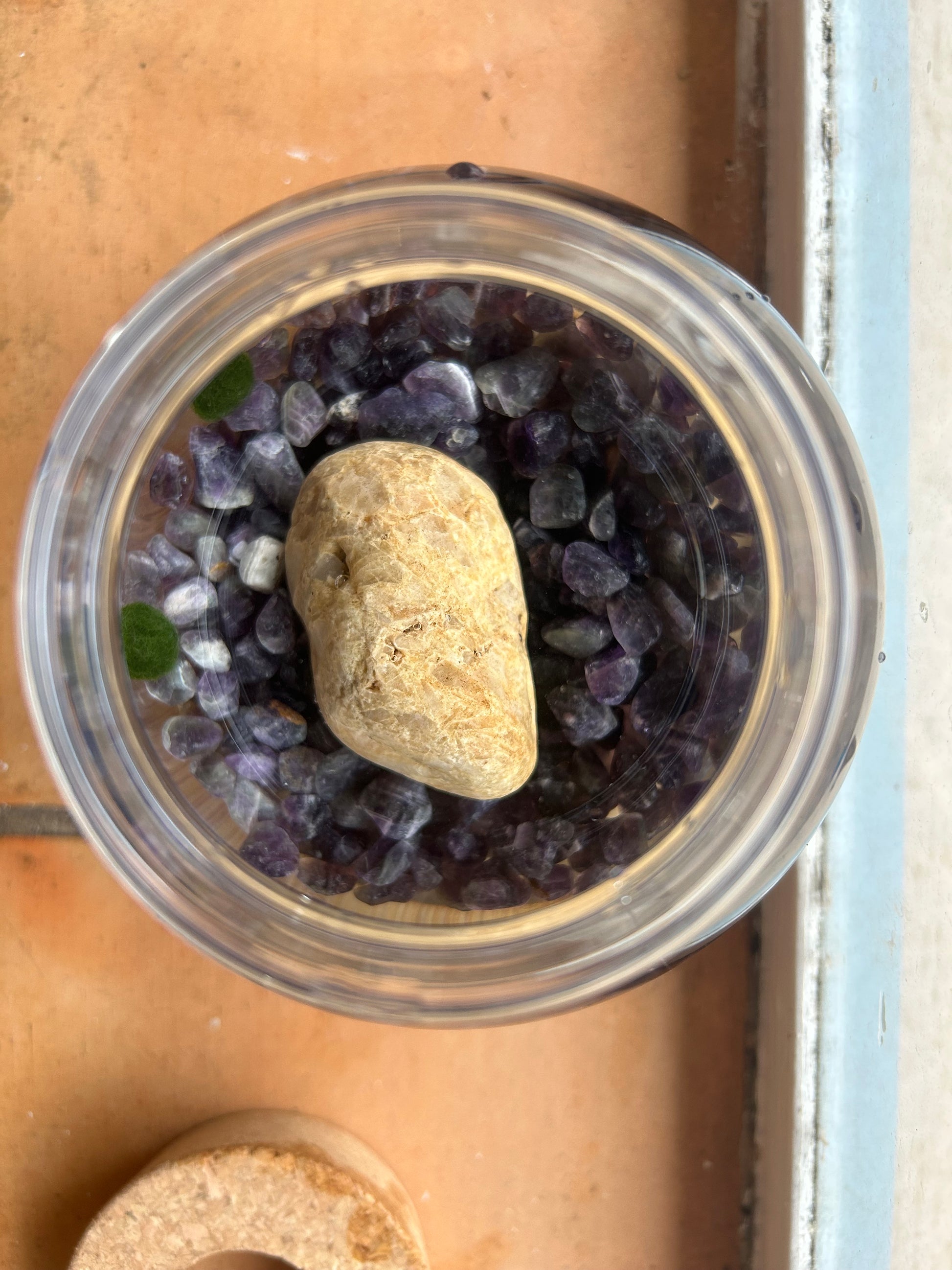 Marimo Mates Complete Kit, with Frasier and Niles