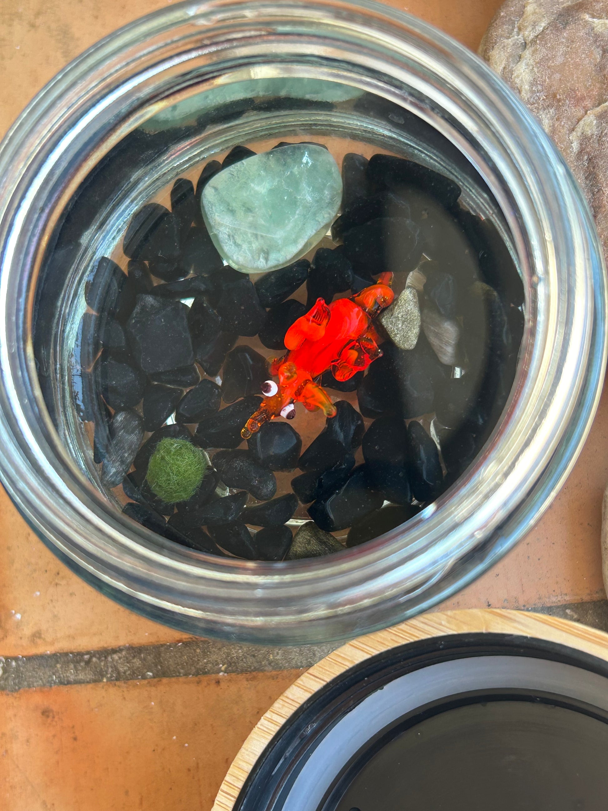 Marimo Mates Moss Ball Kit