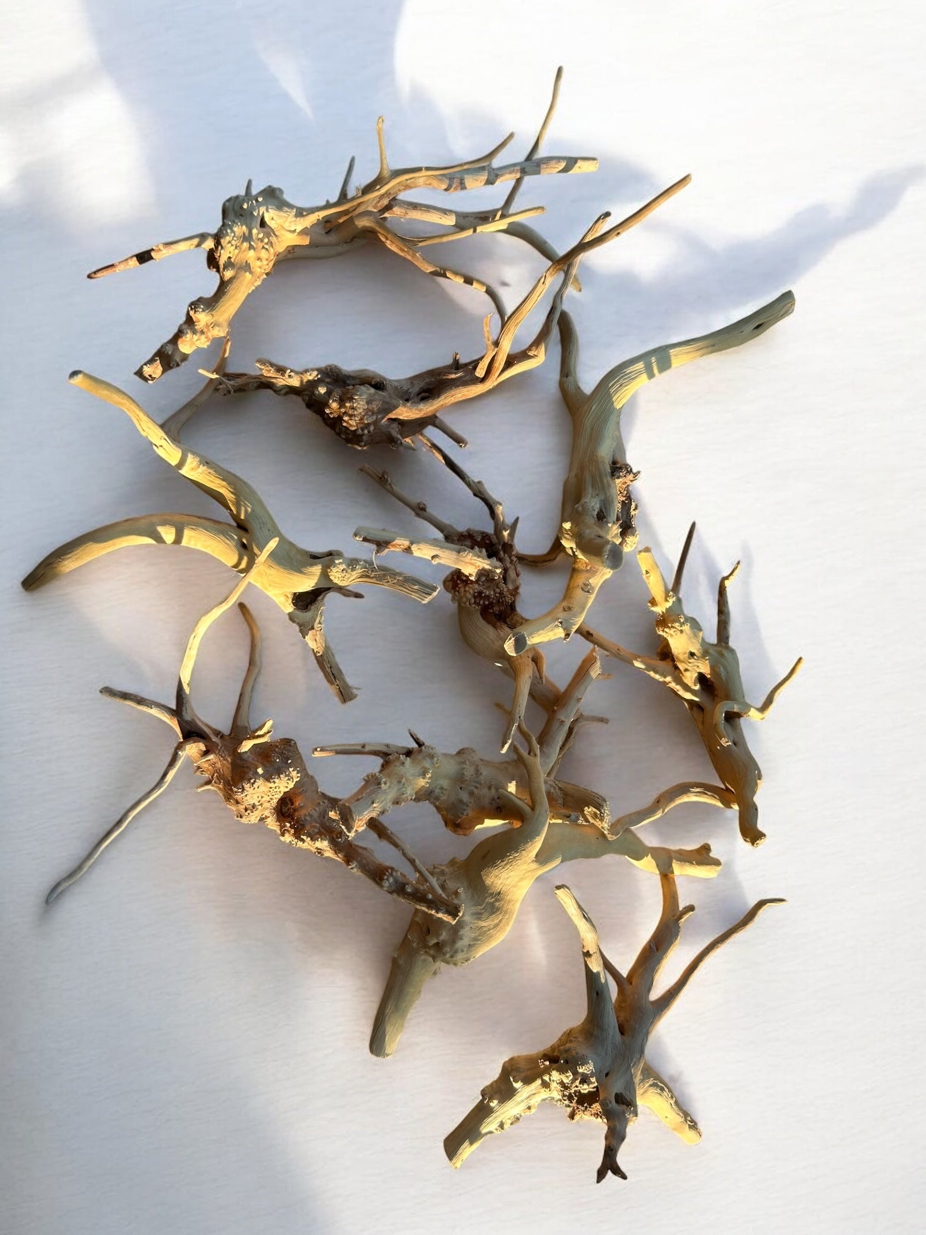 Pre-Boiled Spiderwood Driftwood