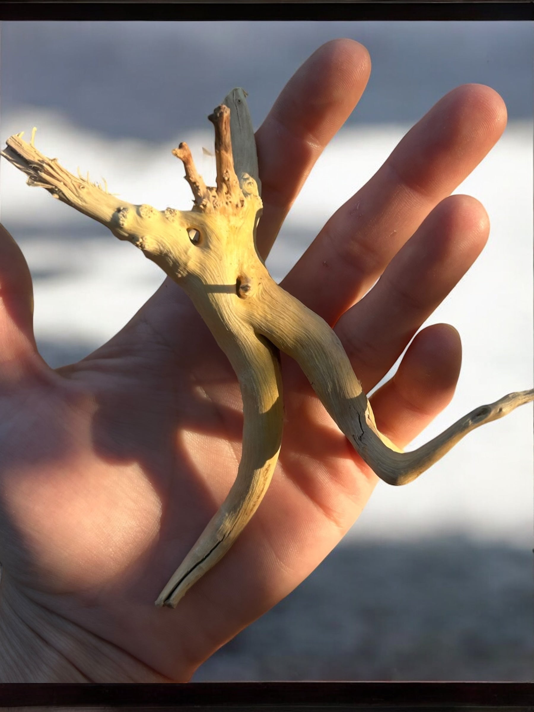 Pre-Boiled Spiderwood Driftwood