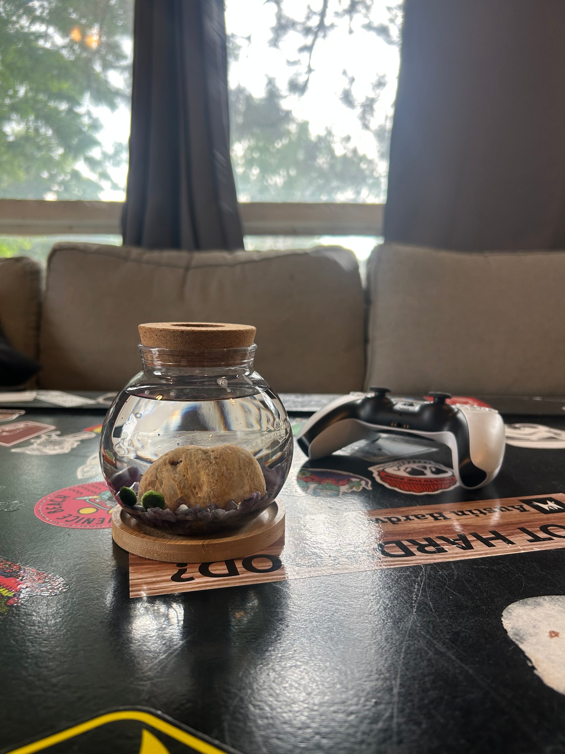 Marimo Mates Complete Kit, with Frasier and Niles