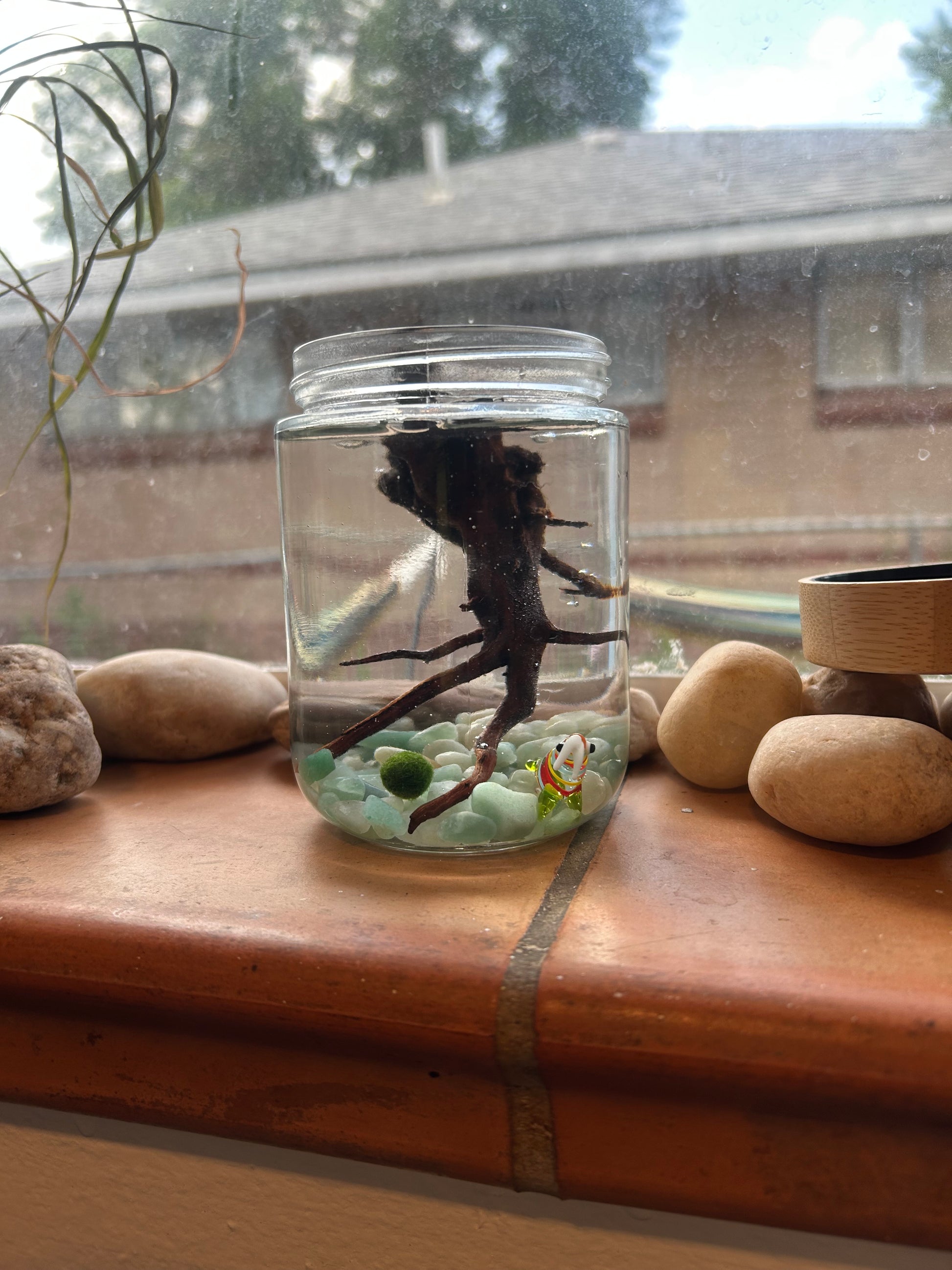 Complete Marimo Mates Moss Ball Kit