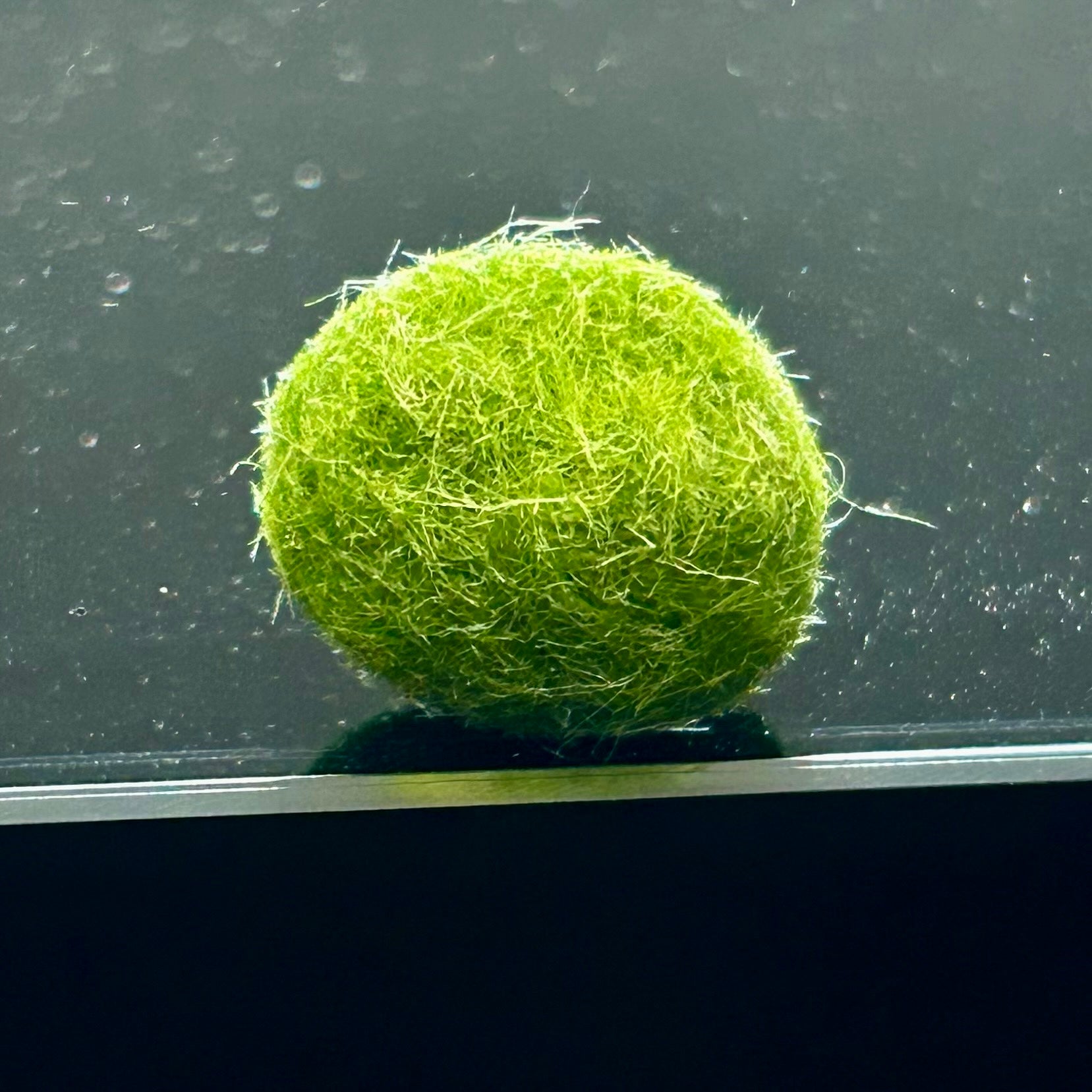 Single Marimo Mate (no kit included)