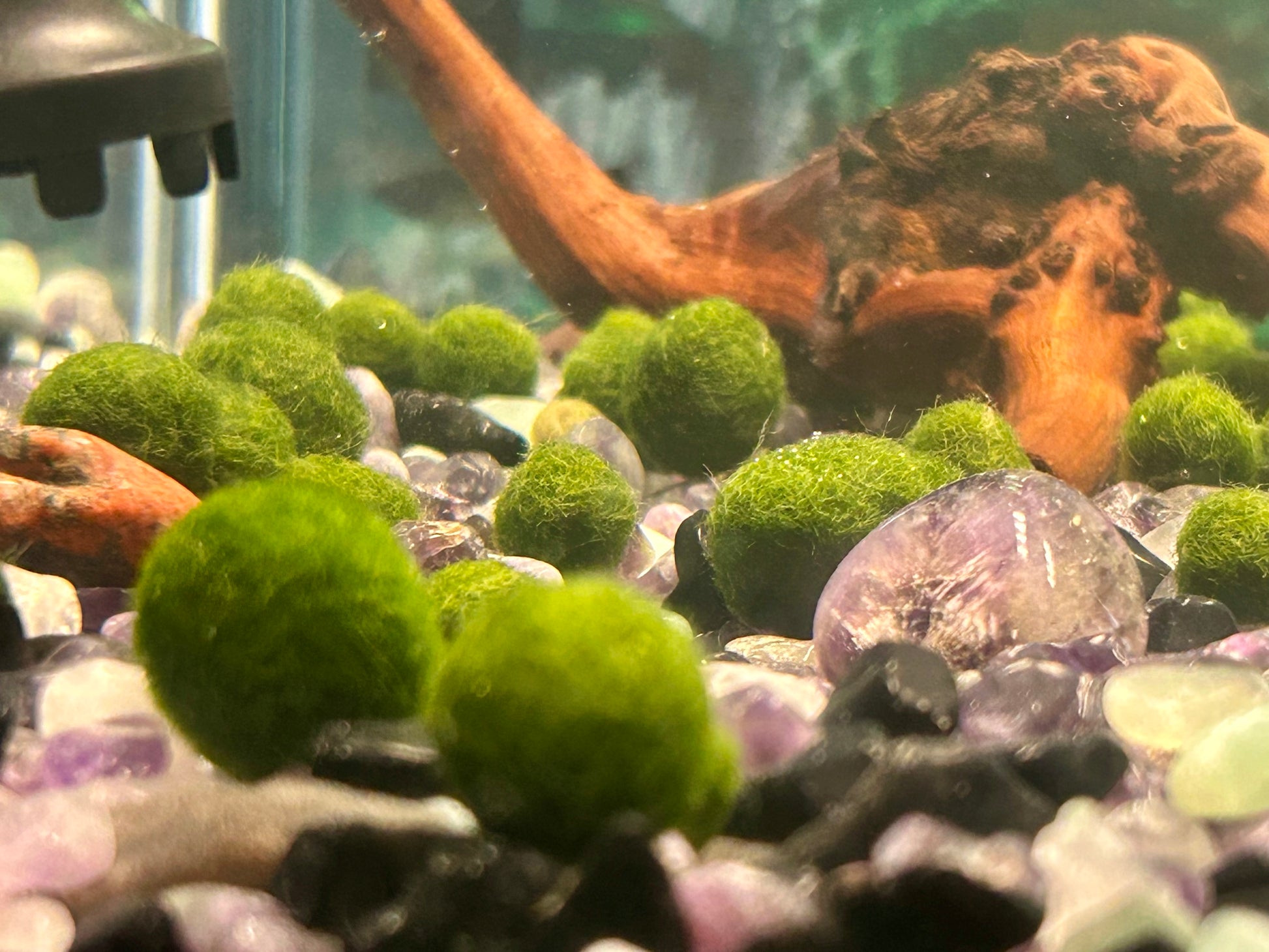 Single Marimo Mate (no kit included)