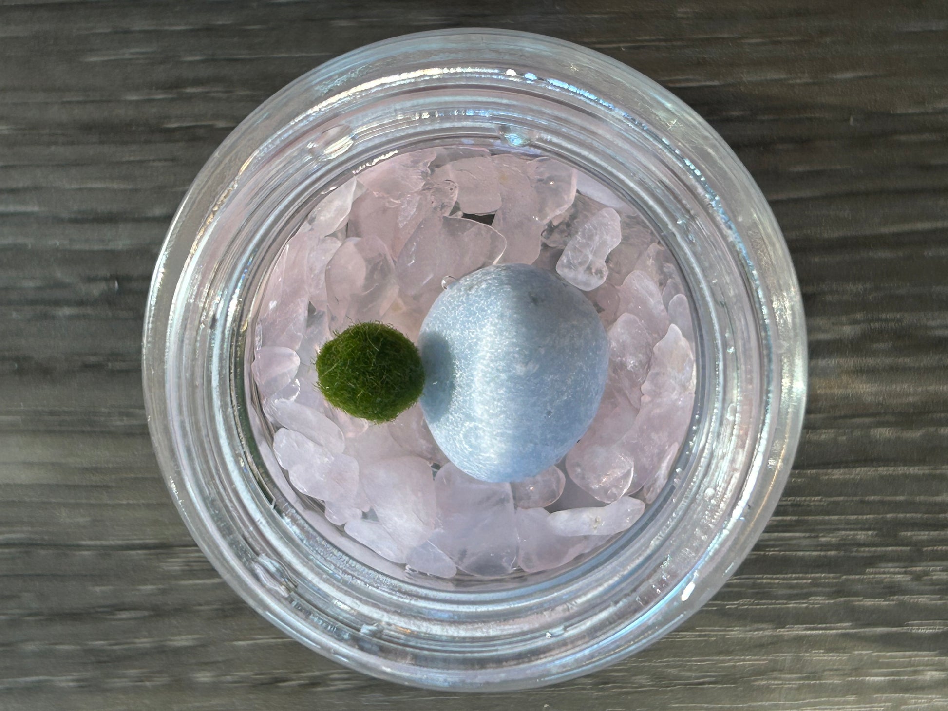 An idol Marimo mate waiting for its forever home