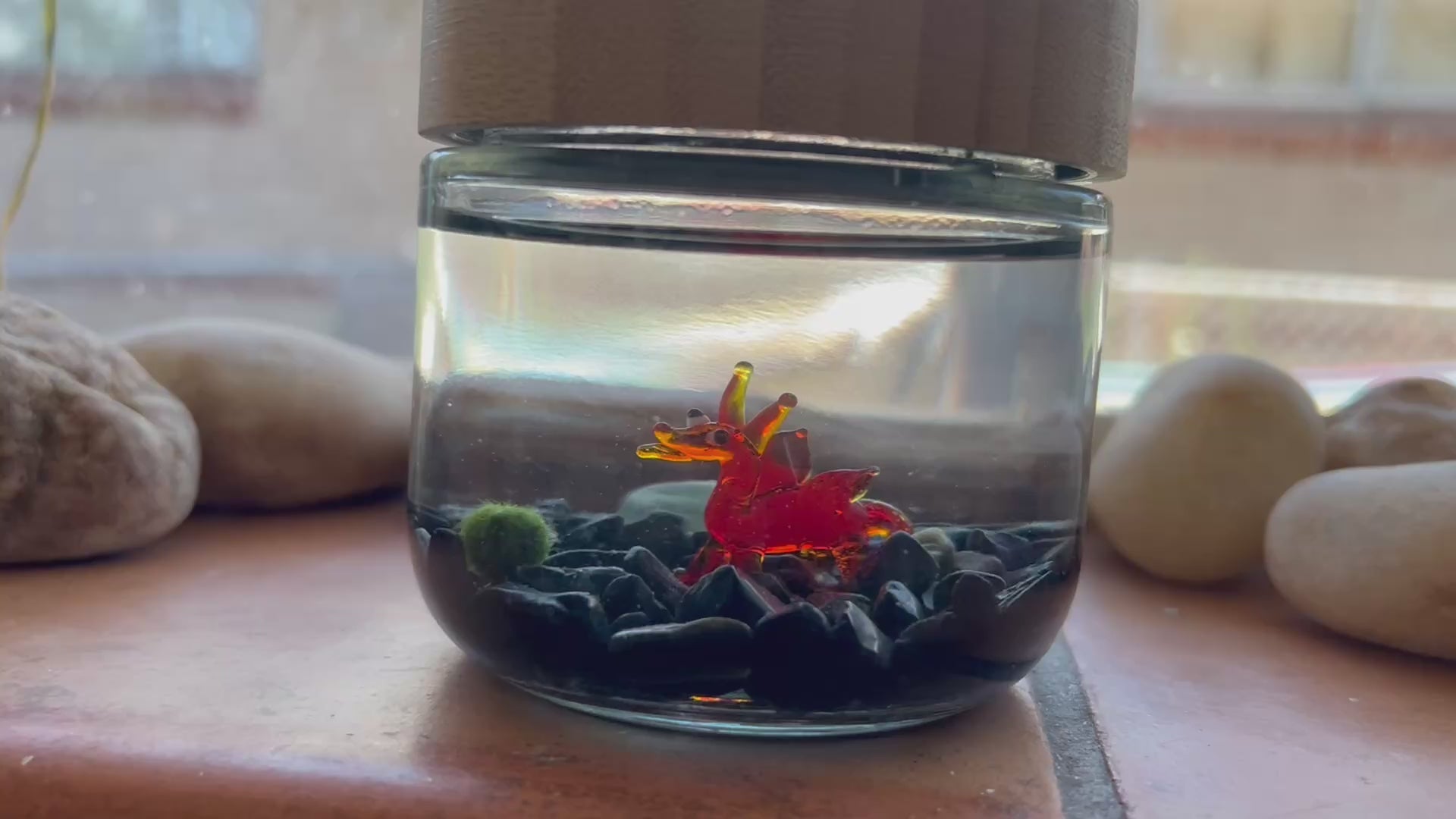 Marimo Mates Moss Ball Kit