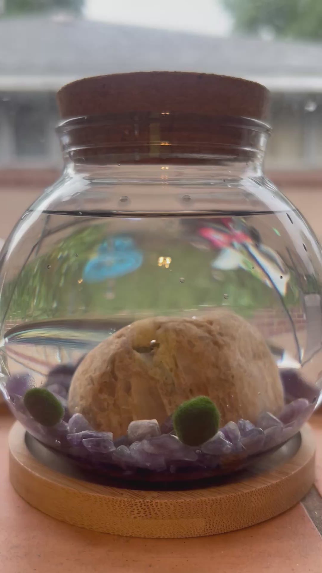Marimo Mates Complete Kit, with Frasier and Niles