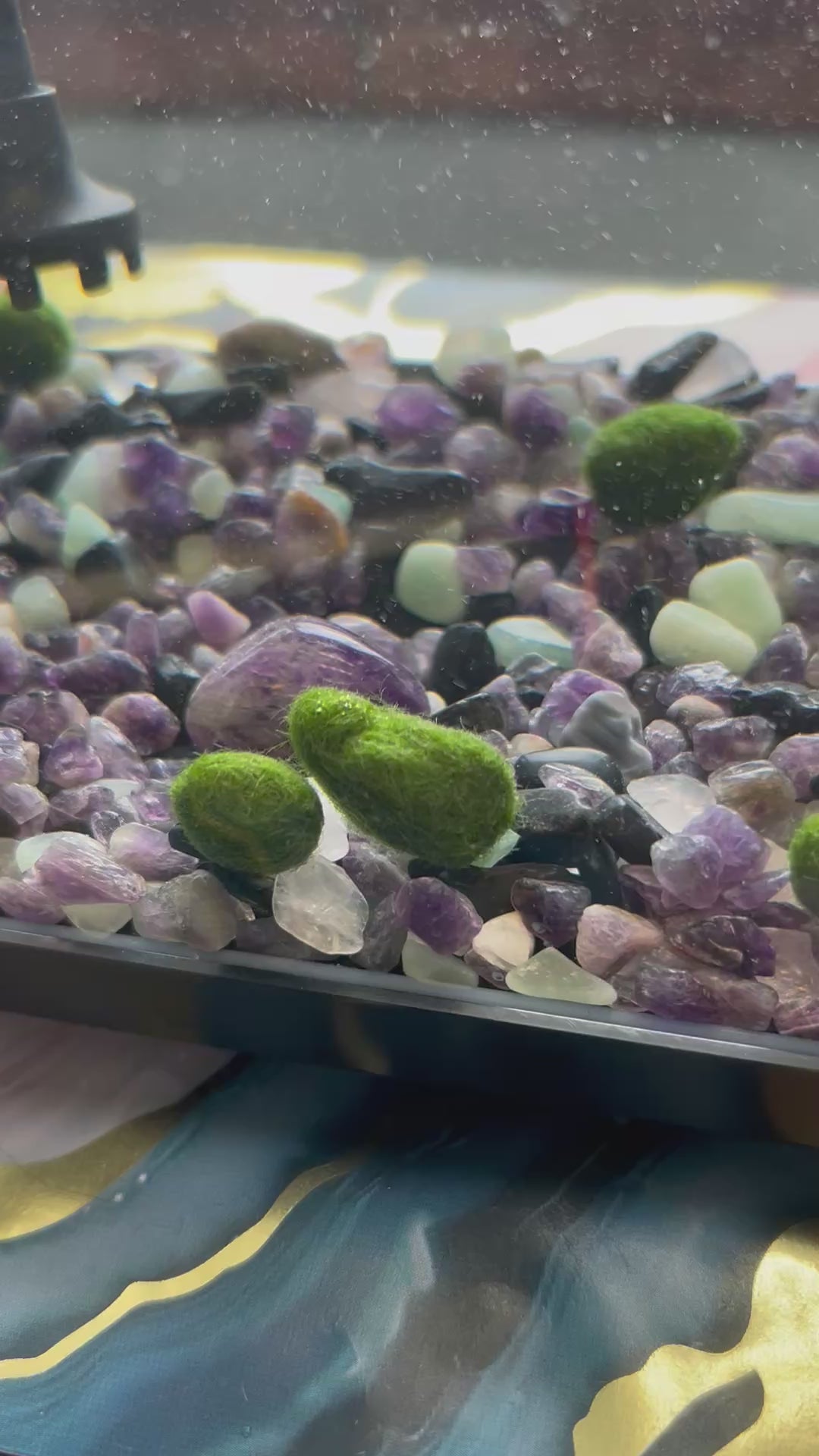 Gigi the Pregnant Marimo Mate, Complete Marimo Moss Ball Kit
