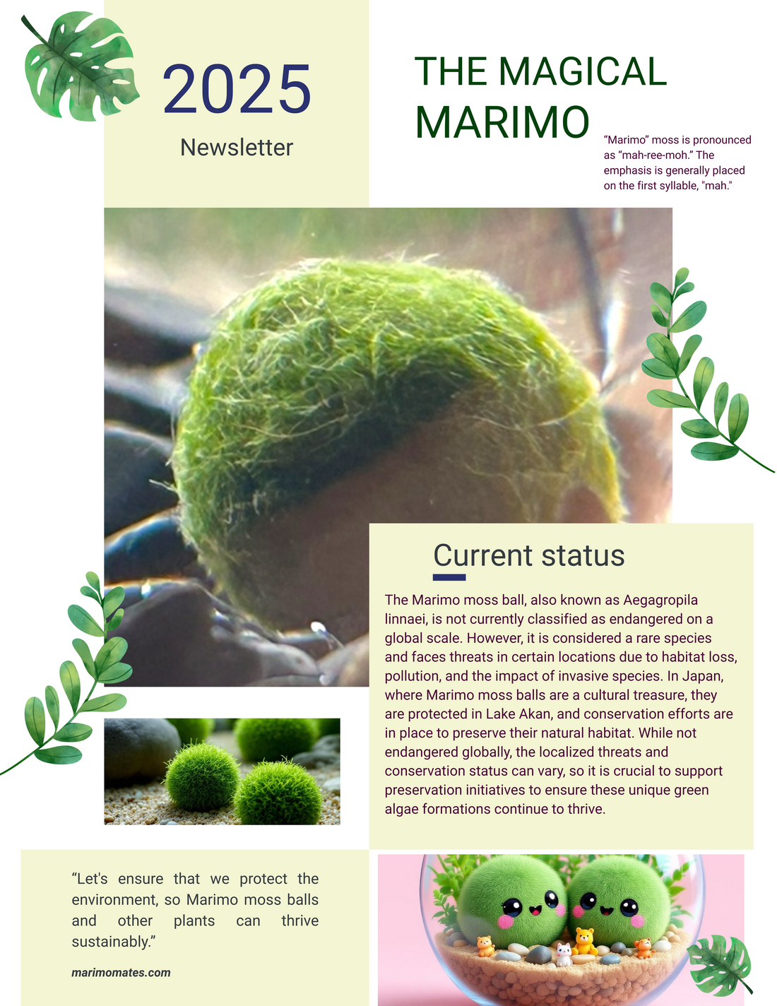 The Magical Marimo: From Science Experiment to Household Pet