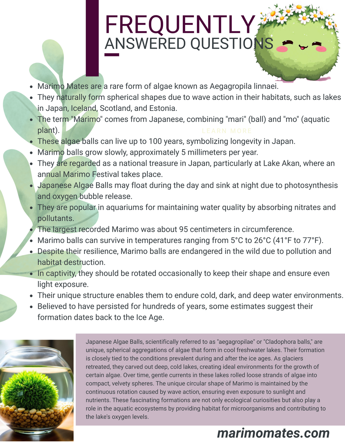 Marimo Mates Fun Facts