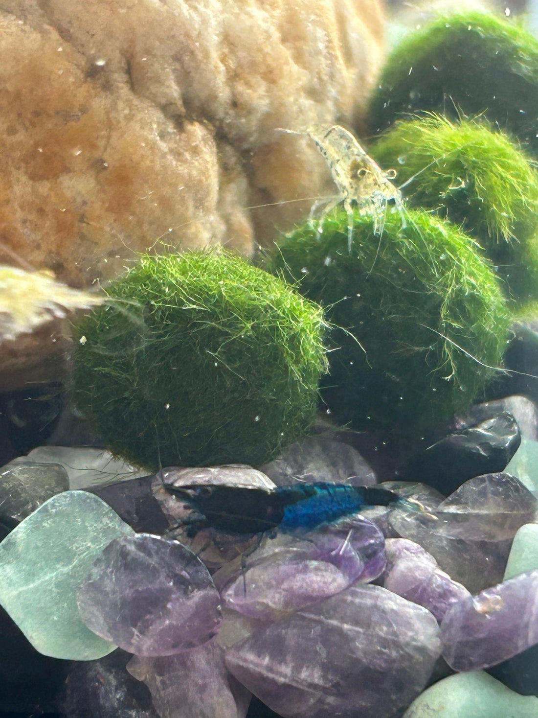 The Perfect Match: Why Neocaridina Shrimp and Marimo Moss Balls Are Aquarium Soulmates