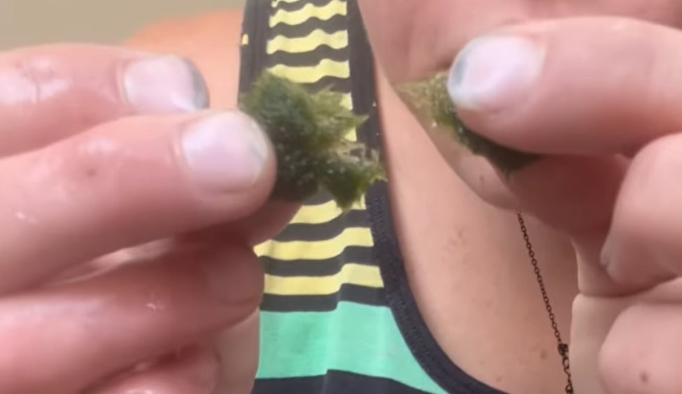 How to Breed Marimo Moss Balls: Complete Guide to Marimo Reproduction and Care