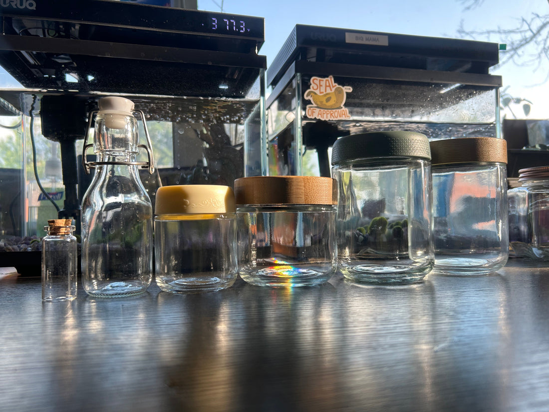 DIY Marimo Balls Kit Suggestions