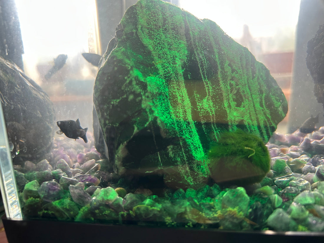 Best Marimo Mates: Safe Mates for Marimo Moss Ball
