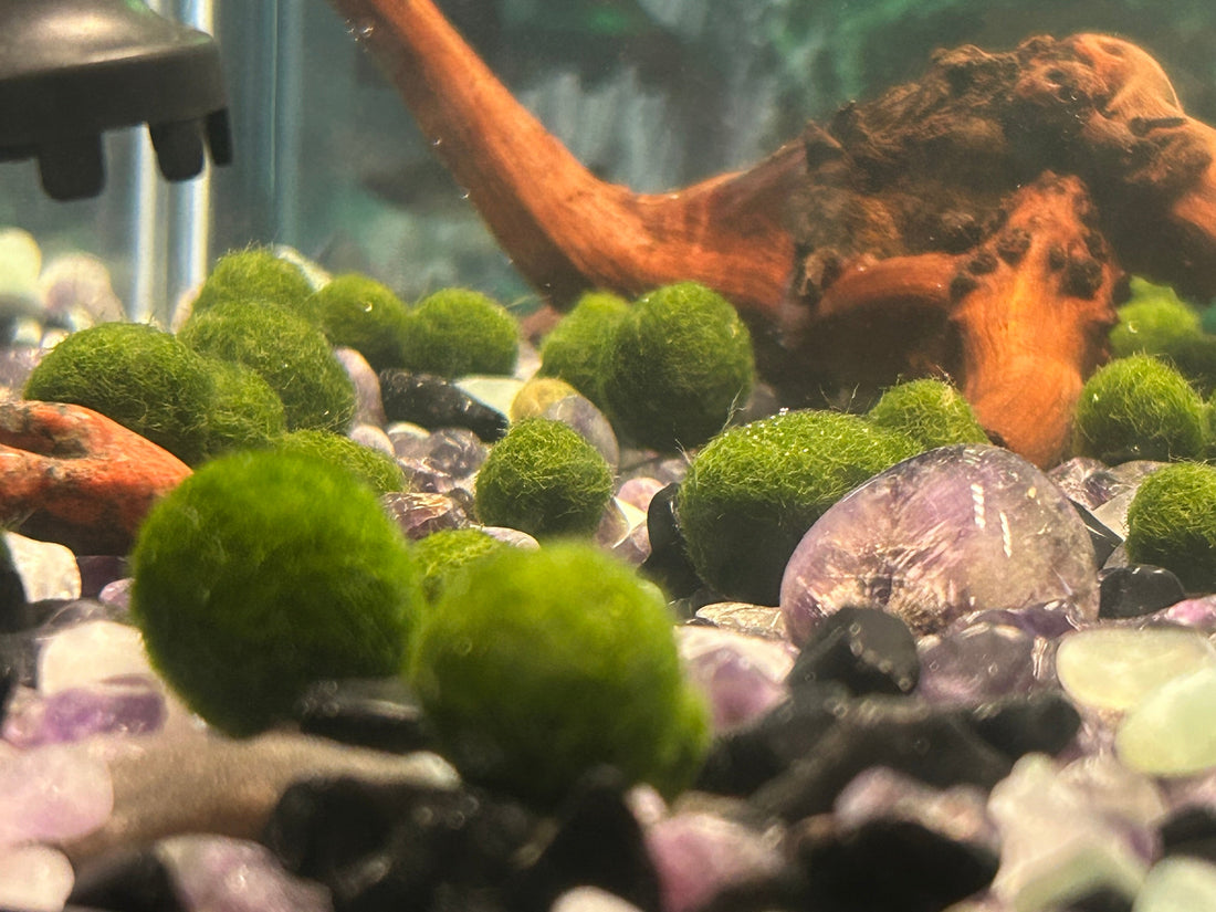 Nitrates and Marimos: The Perfect Partnership