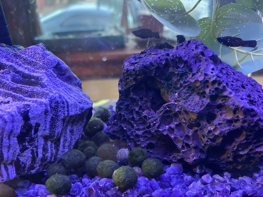 High Nitrate Levels and Marimos: Friend or Foe?
