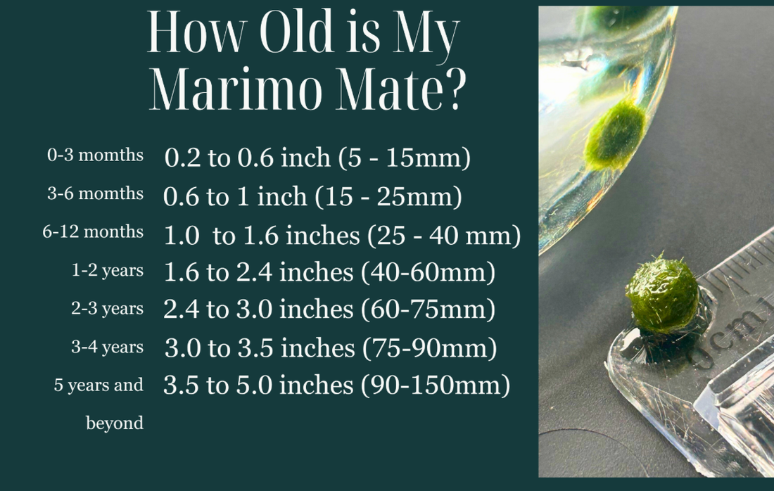How Old is my Cladophora Ball?