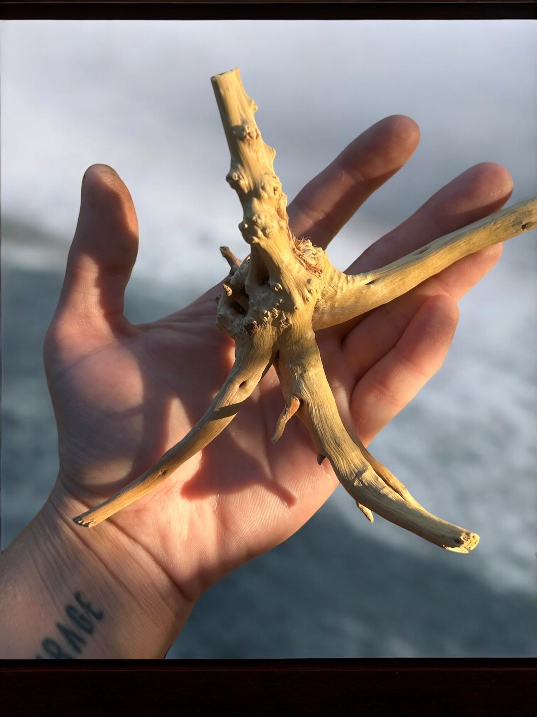 Pre-Boiled Spiderwood Driftwood