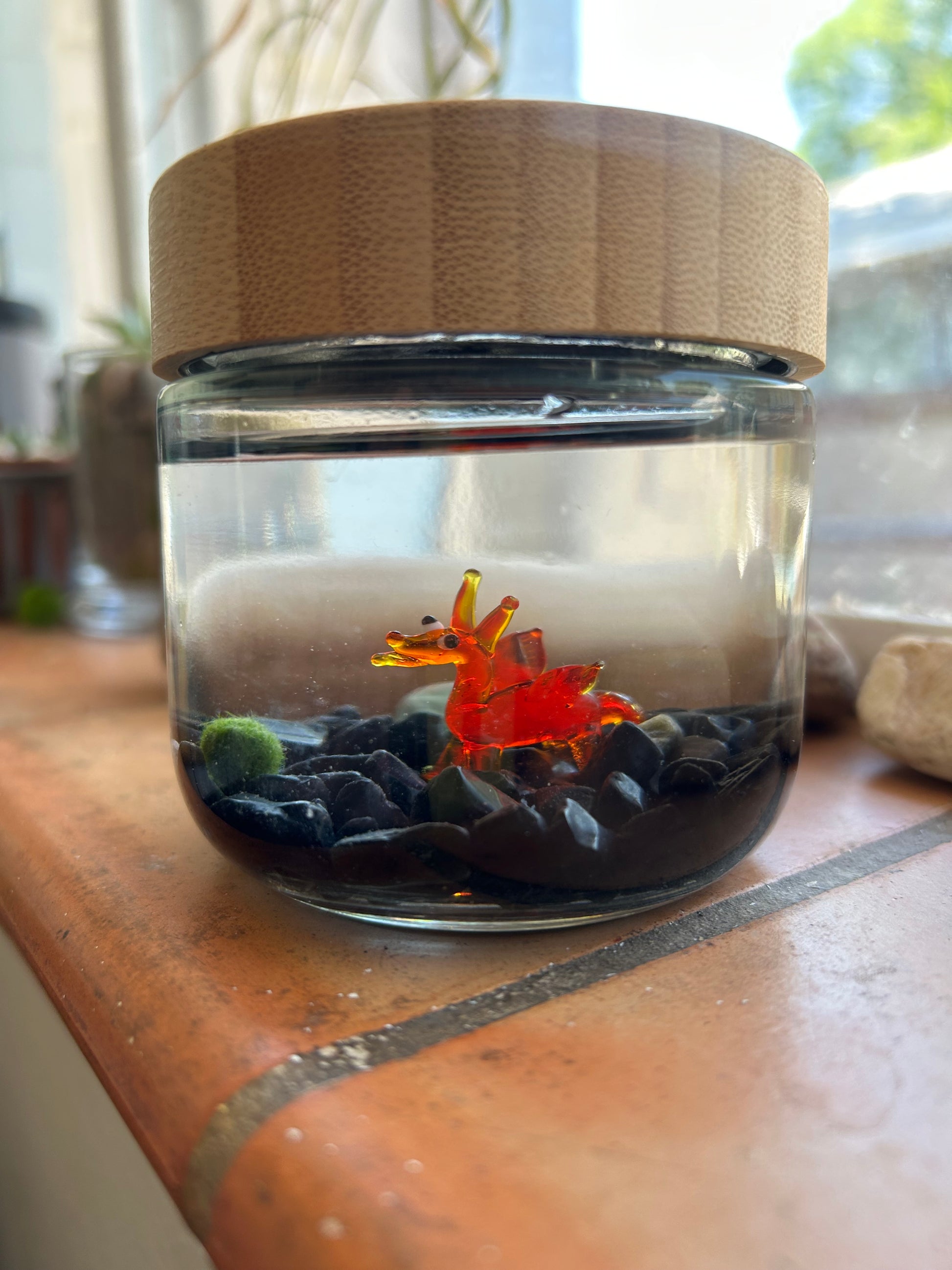 Marimo Mates Moss Ball Kit