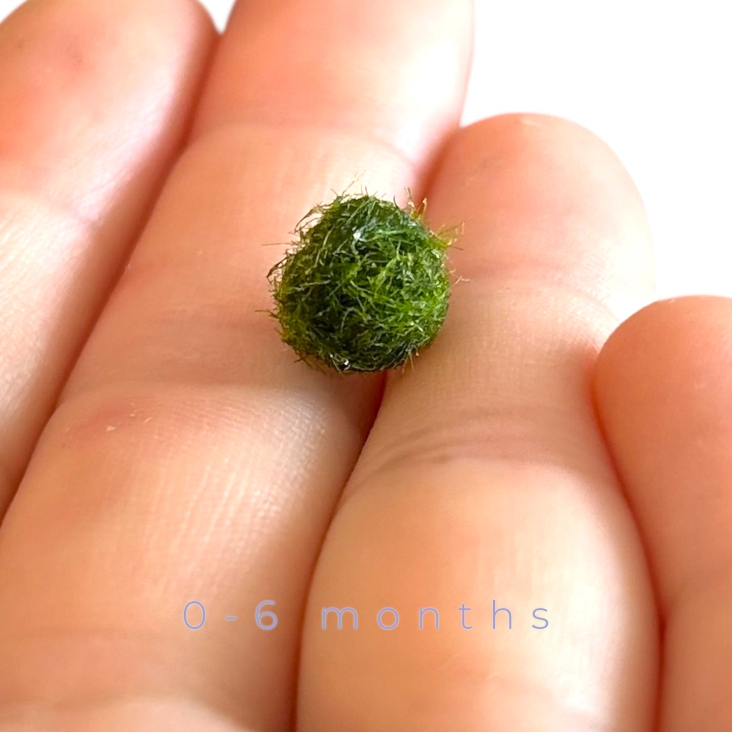 Single Marimo Mate (no kit included)