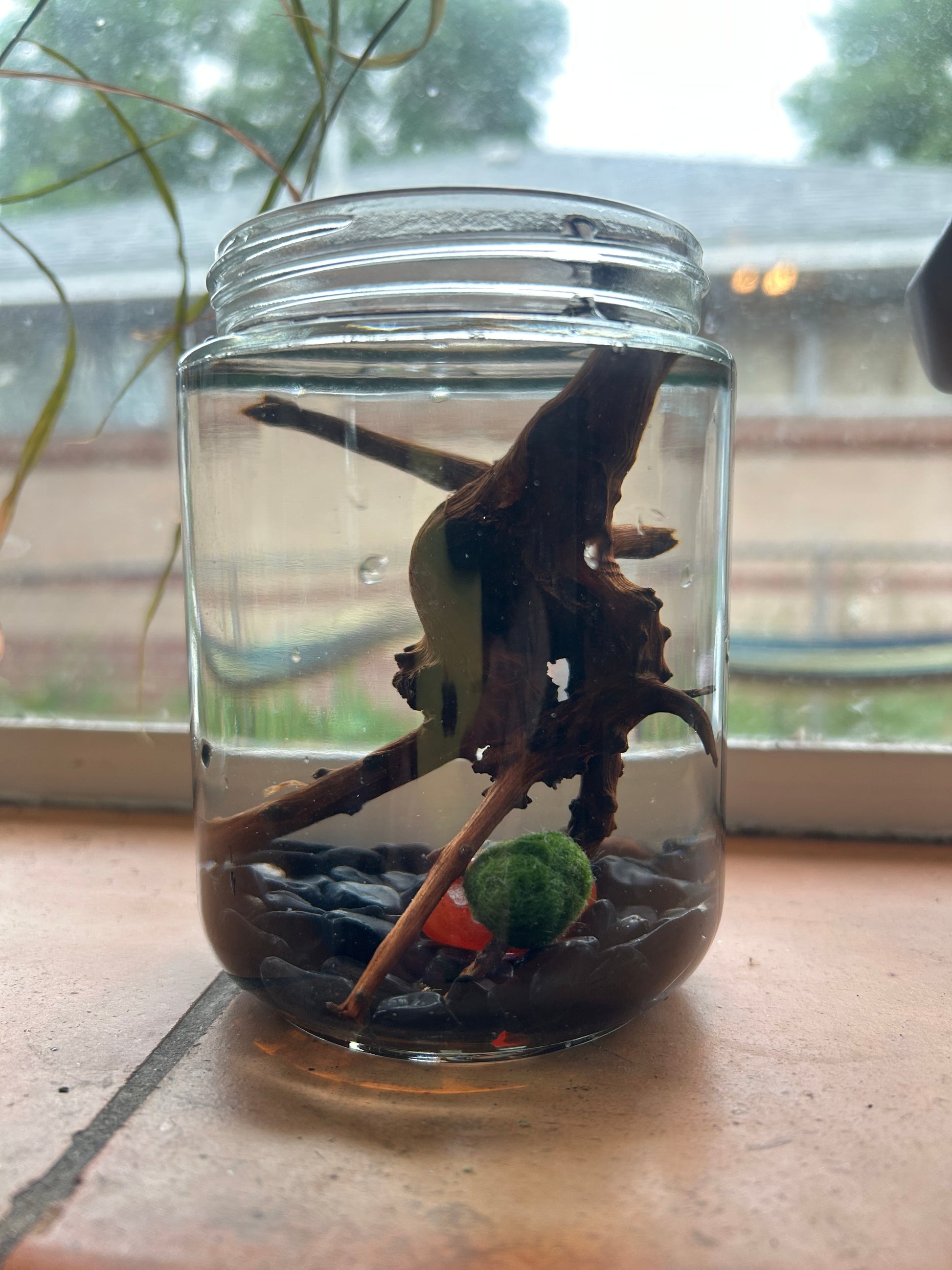 Gigi the Pregnant Marimo Mate, Complete Marimo Moss Ball Kit