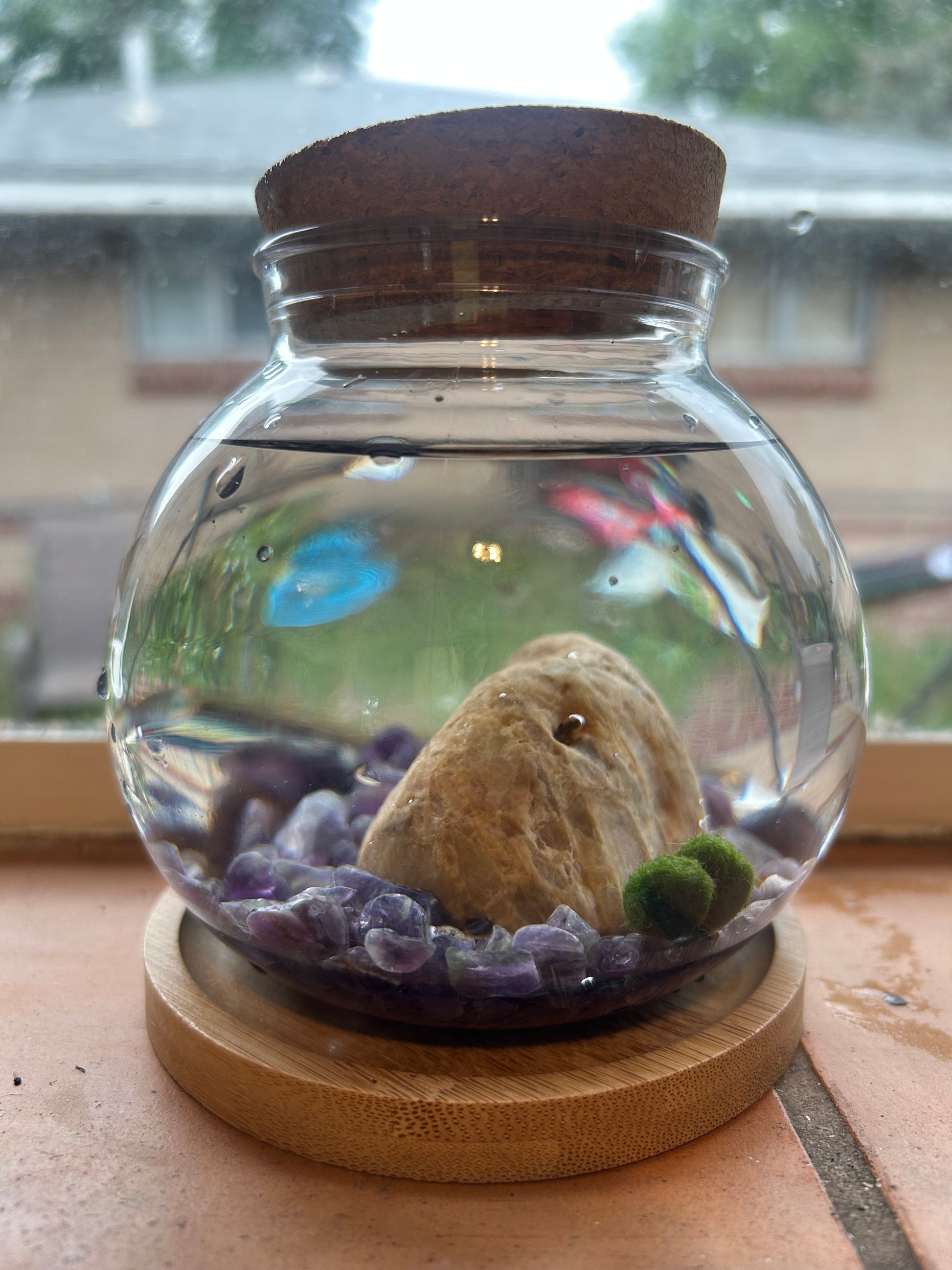 Marimo Mates Complete Kit, with Frasier and Niles