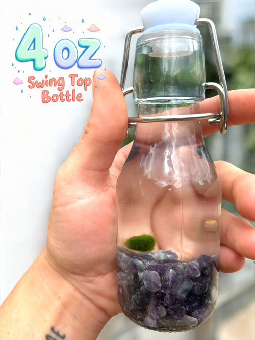 Our 4 oz swing top bottle with a Marimo mate inside 