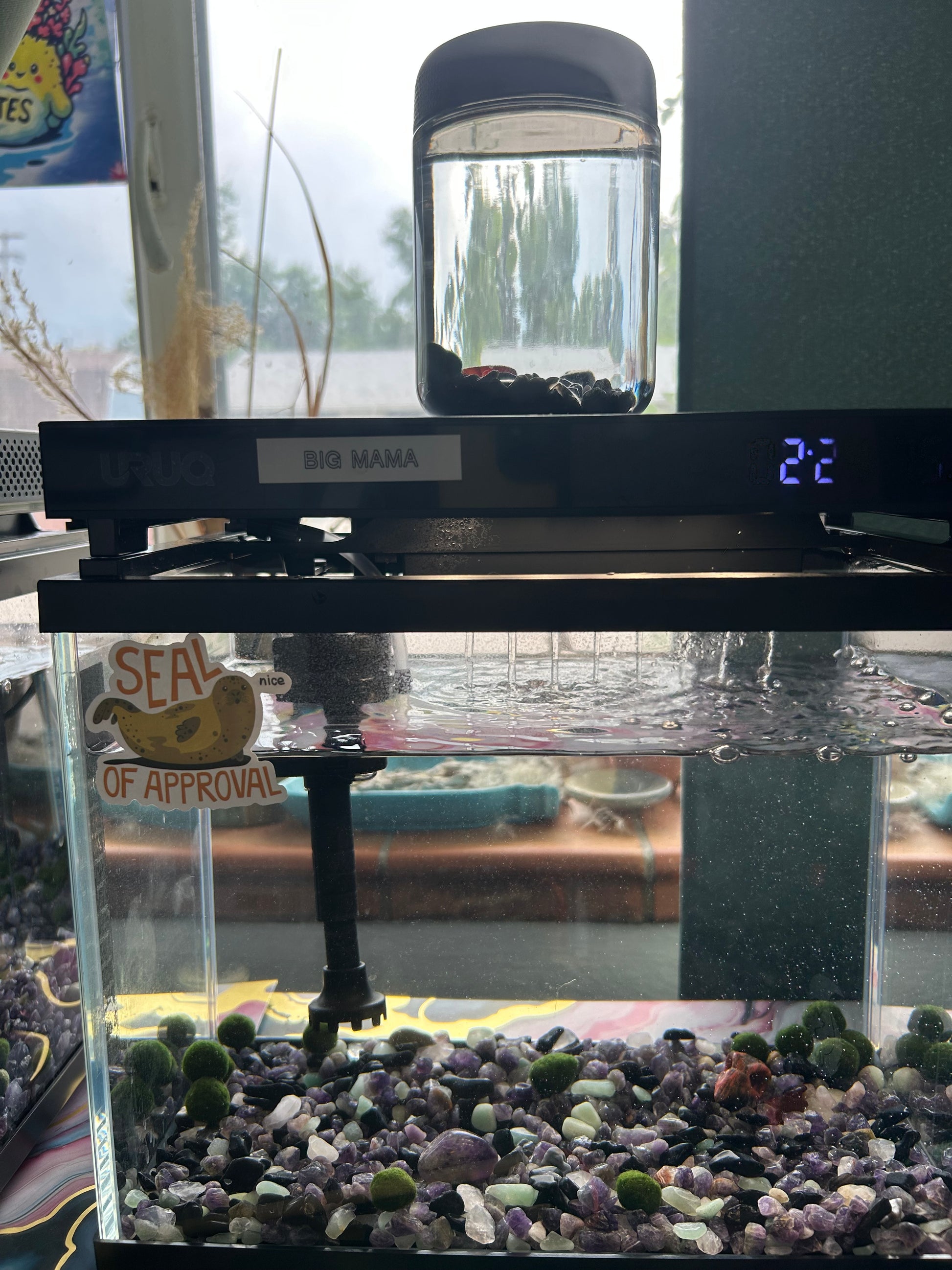 Gigi the Pregnant Marimo Mate, Complete Marimo Moss Ball Kit