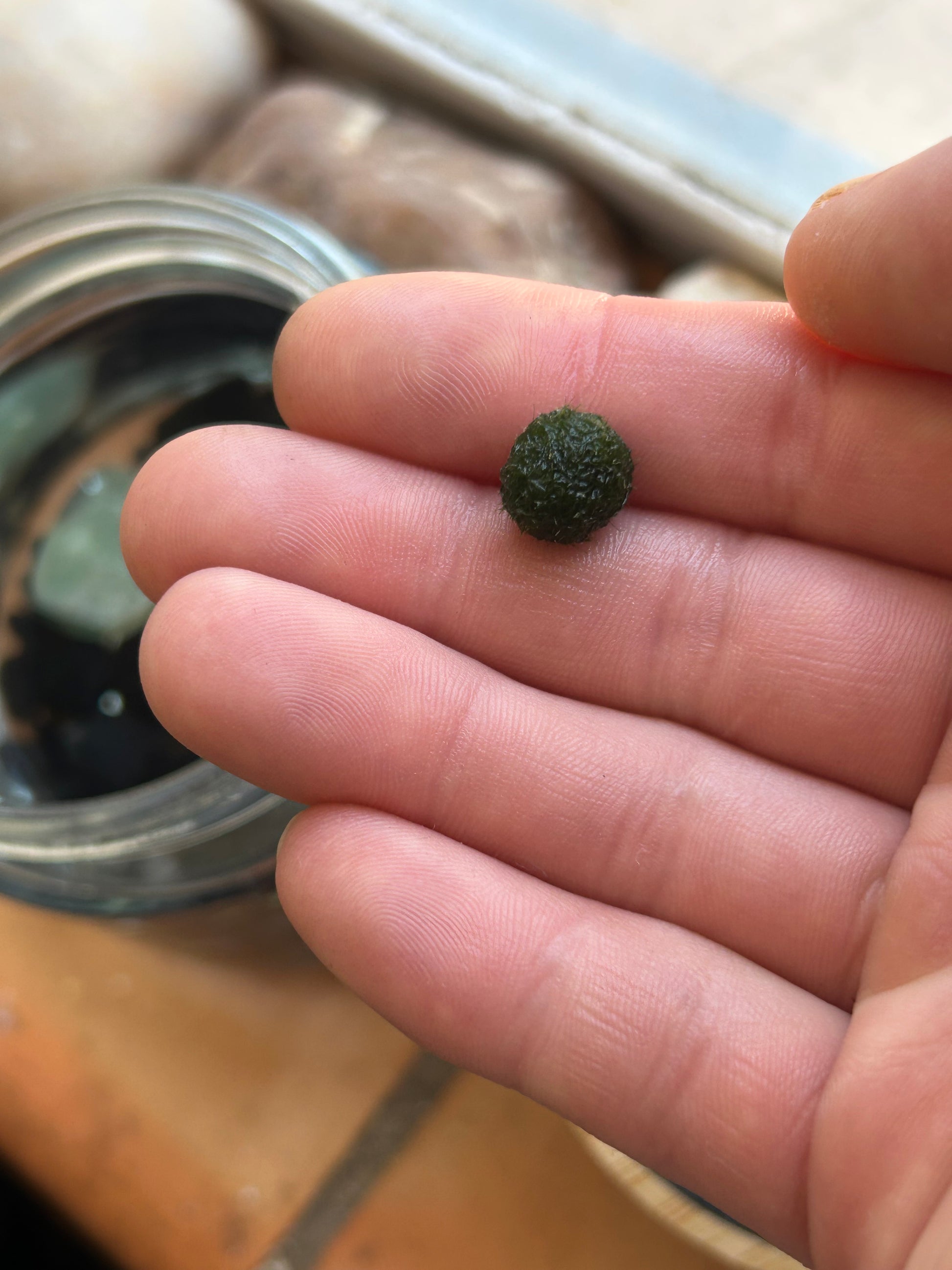Marimo Mates Moss Ball Kit